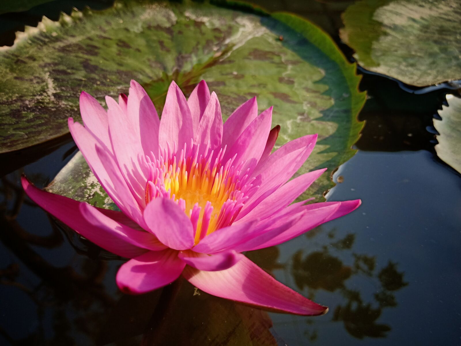 OPPO F9 sample photo. Lotus, peace, meditation photography