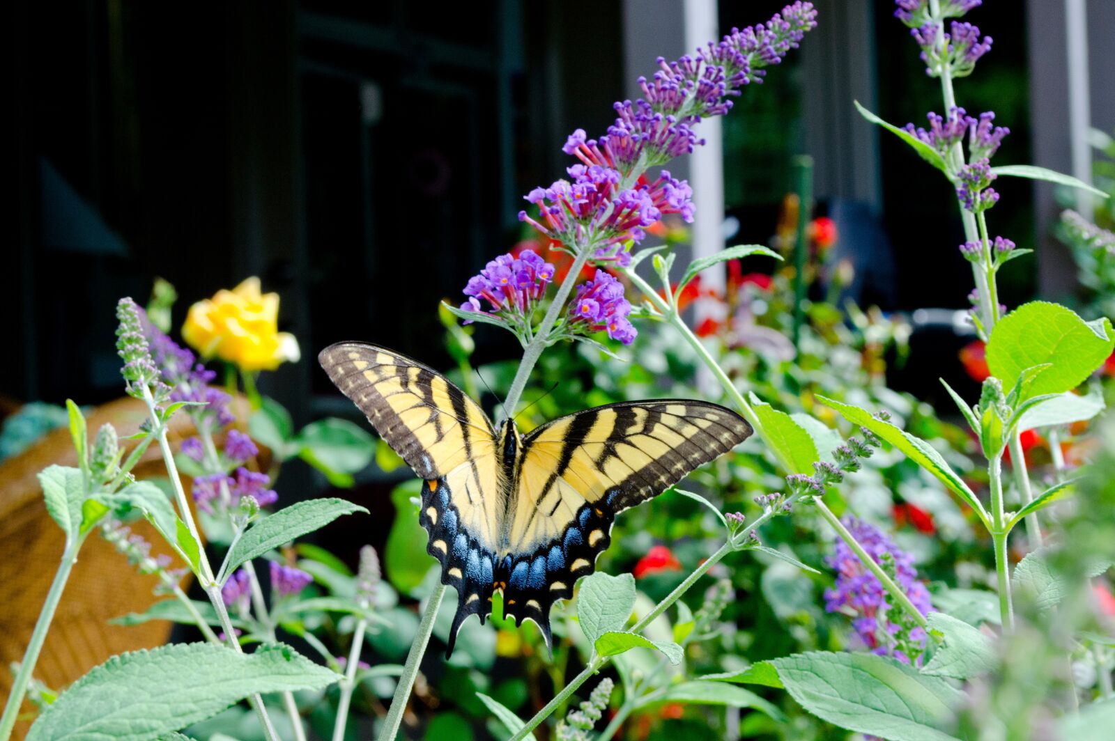 Nikon D5100 sample photo. Butterfly, butterfly bush, colorful photography