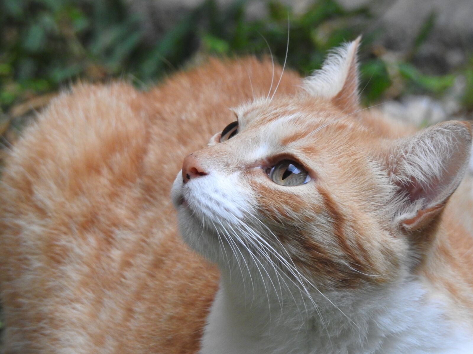 Nikon Coolpix P900 sample photo. Eye of cat, look photography