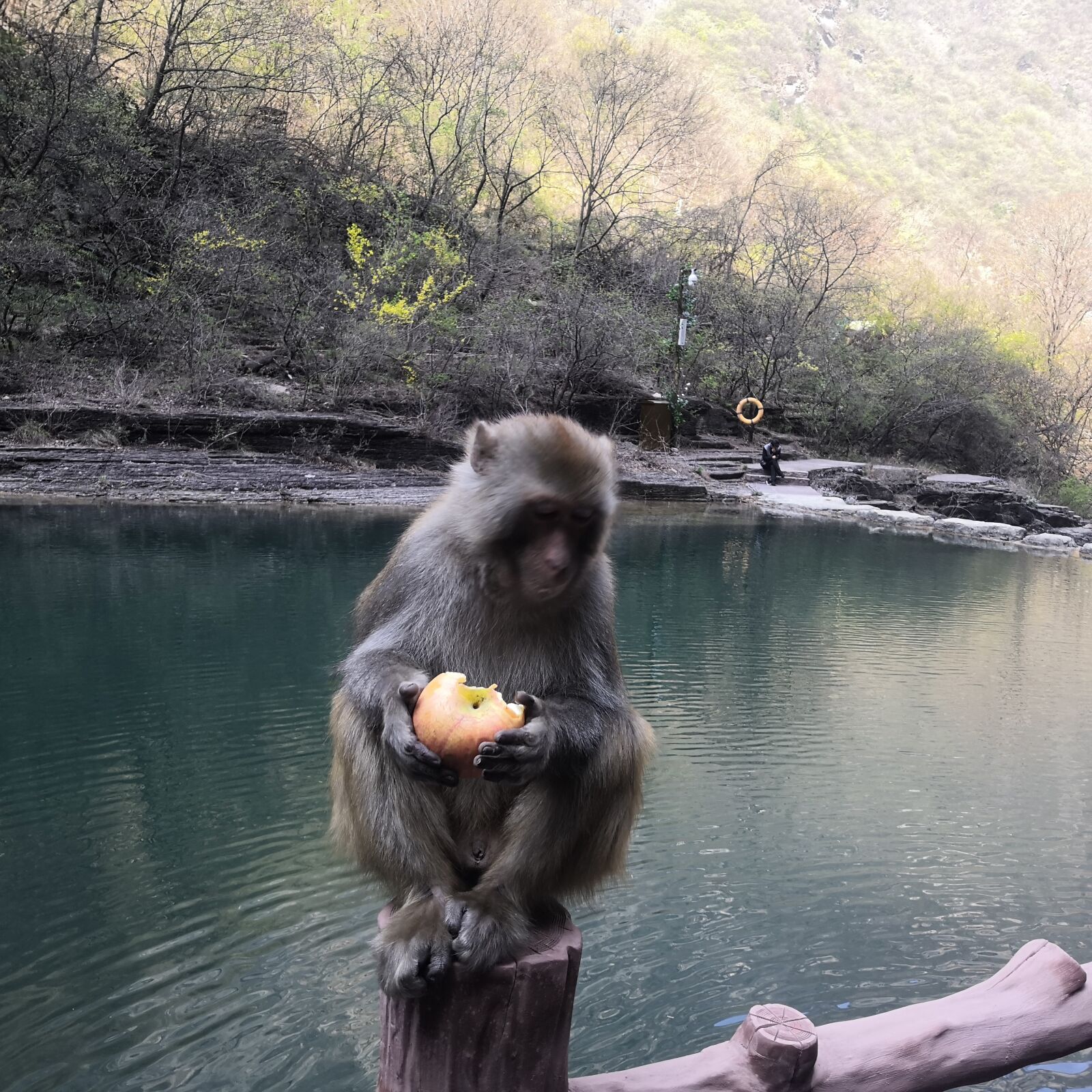 HUAWEI Honor V10 sample photo. Animal, monkey, rippling water photography