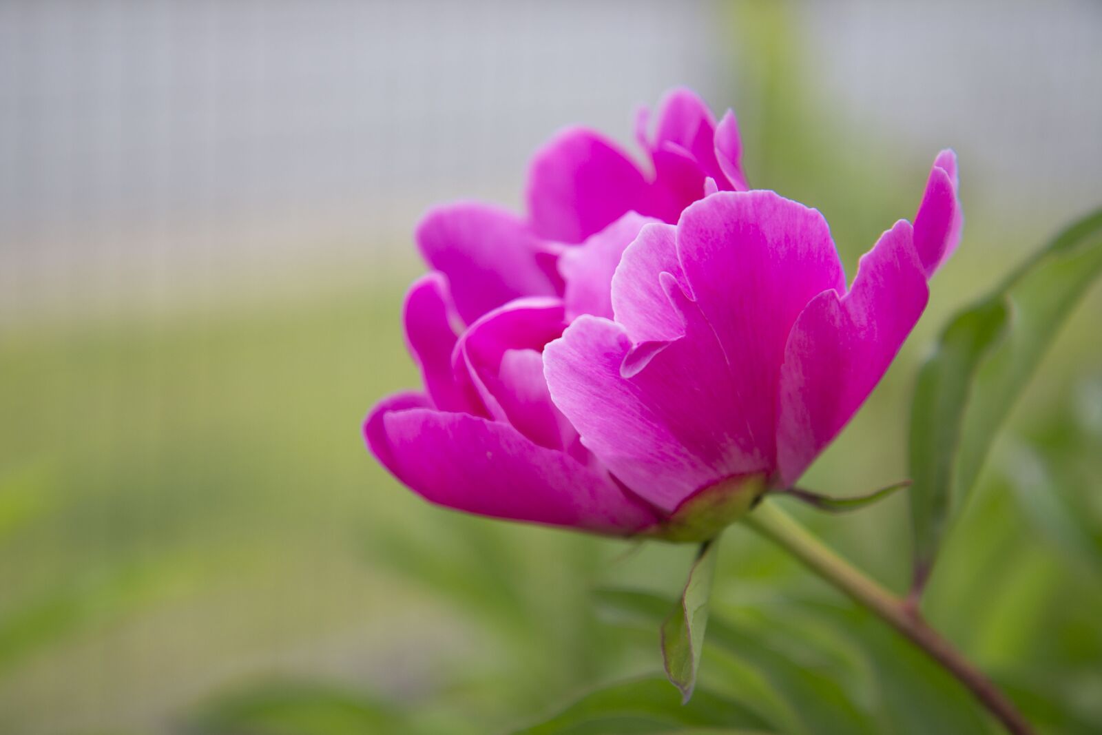 Canon EOS 700D (EOS Rebel T5i / EOS Kiss X7i) sample photo. Peony, summer, flower photography
