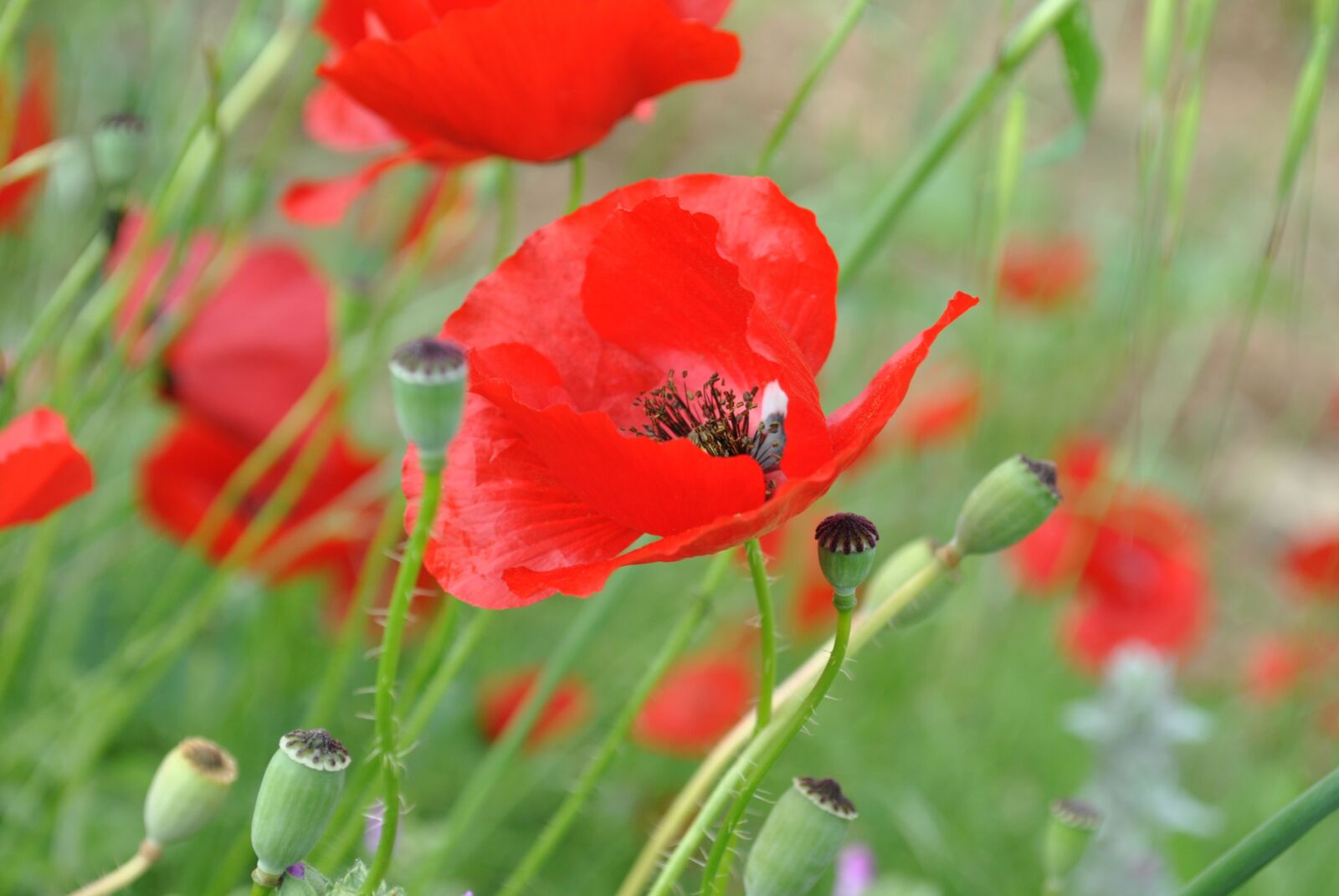 Nikon D3000 sample photo. Poppy field, spring, flowers photography