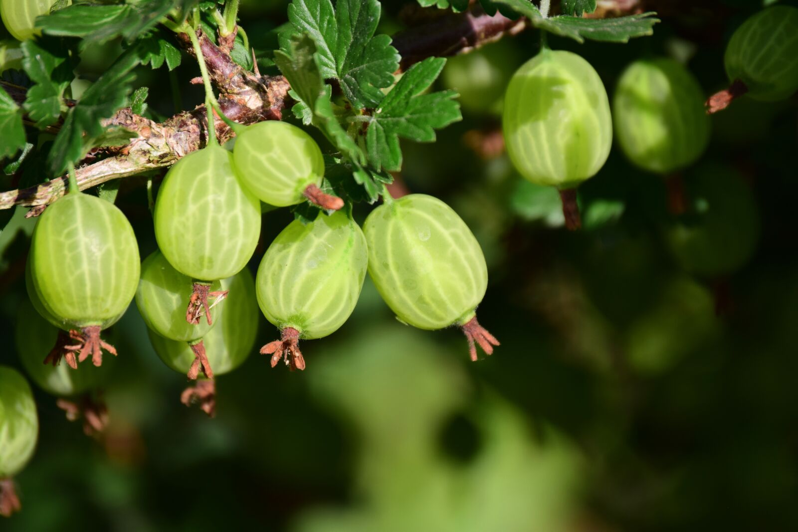 Nikon D3300 sample photo. Gooseberry, berry, fruit photography