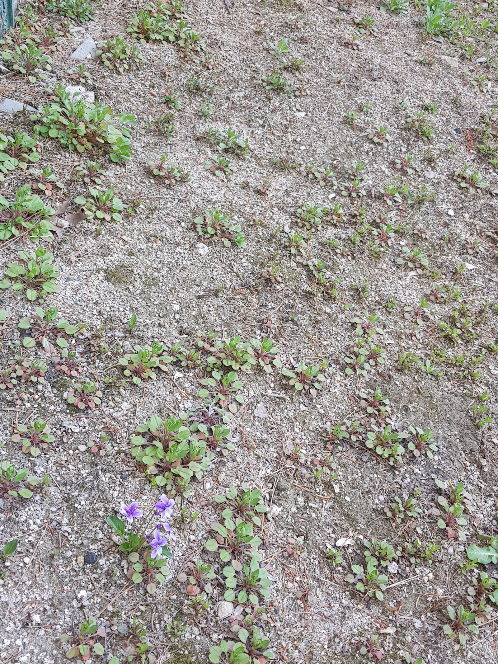 Samsung Galaxy S8+ sample photo. Dry land, purple, flowers photography