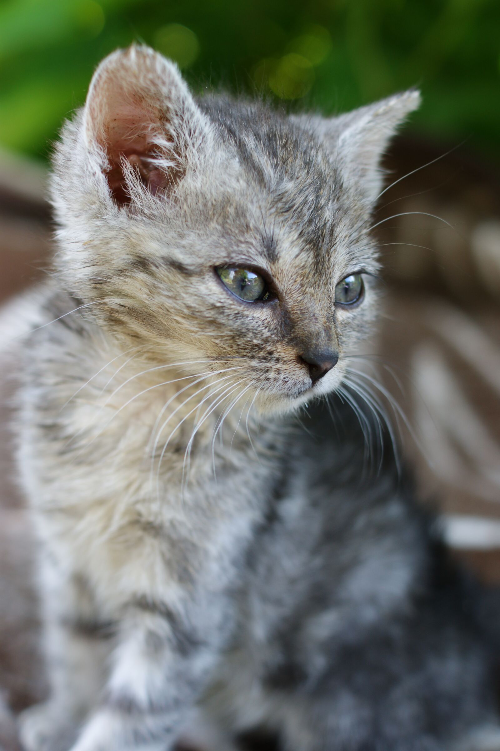 Sony Alpha DSLR-A390 sample photo. Dart, kitten, a member photography