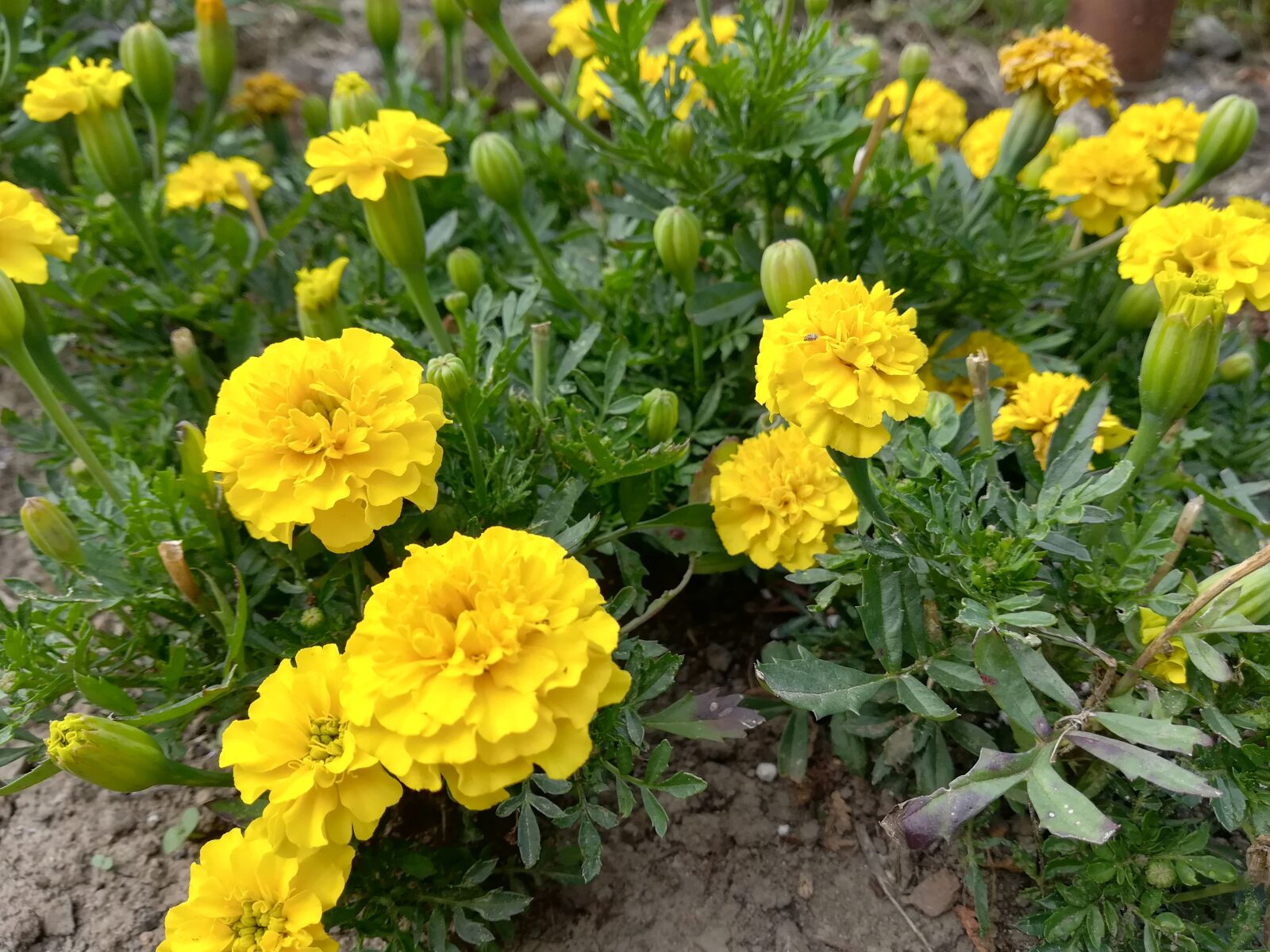 HUAWEI PRA-LX1 sample photo. Flower, nature, plant photography