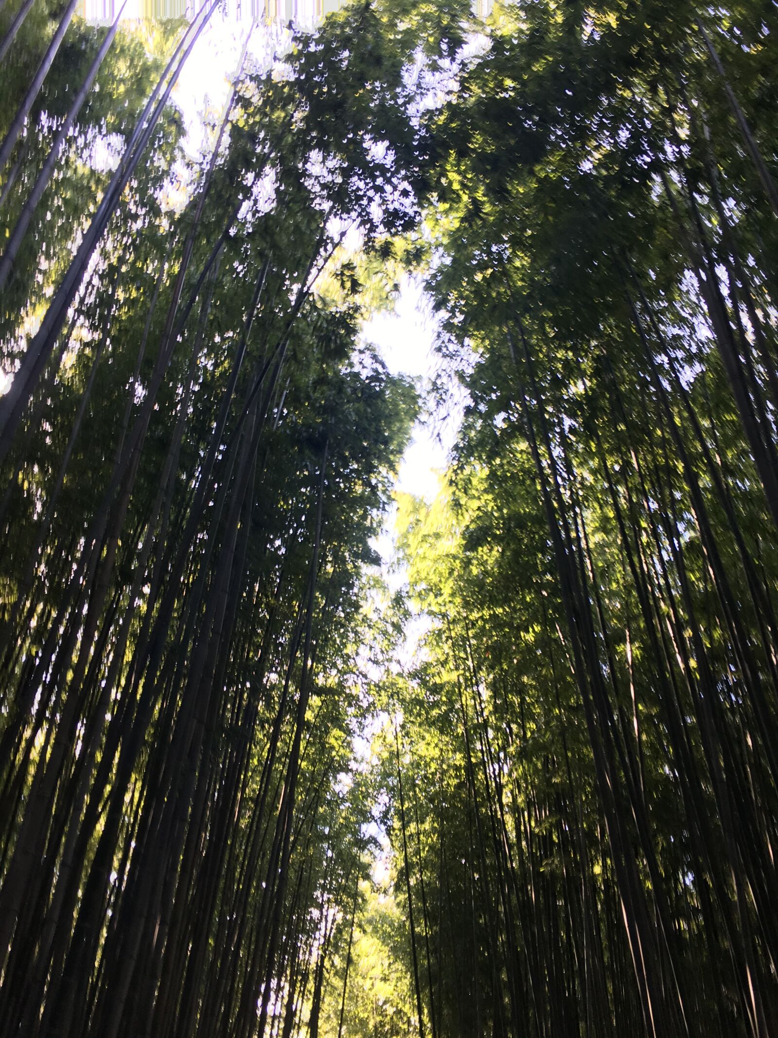 Apple iPhone 6s sample photo. Bamboo, travel, nature photography
