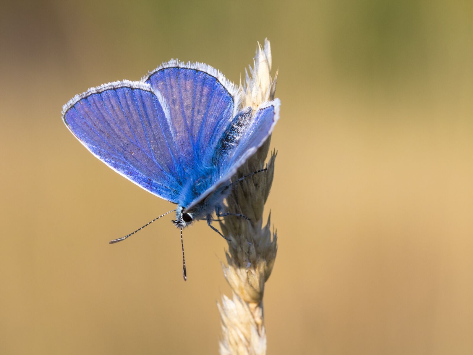 Canon EOS 80D sample photo. Butterfly, insect, macro photography