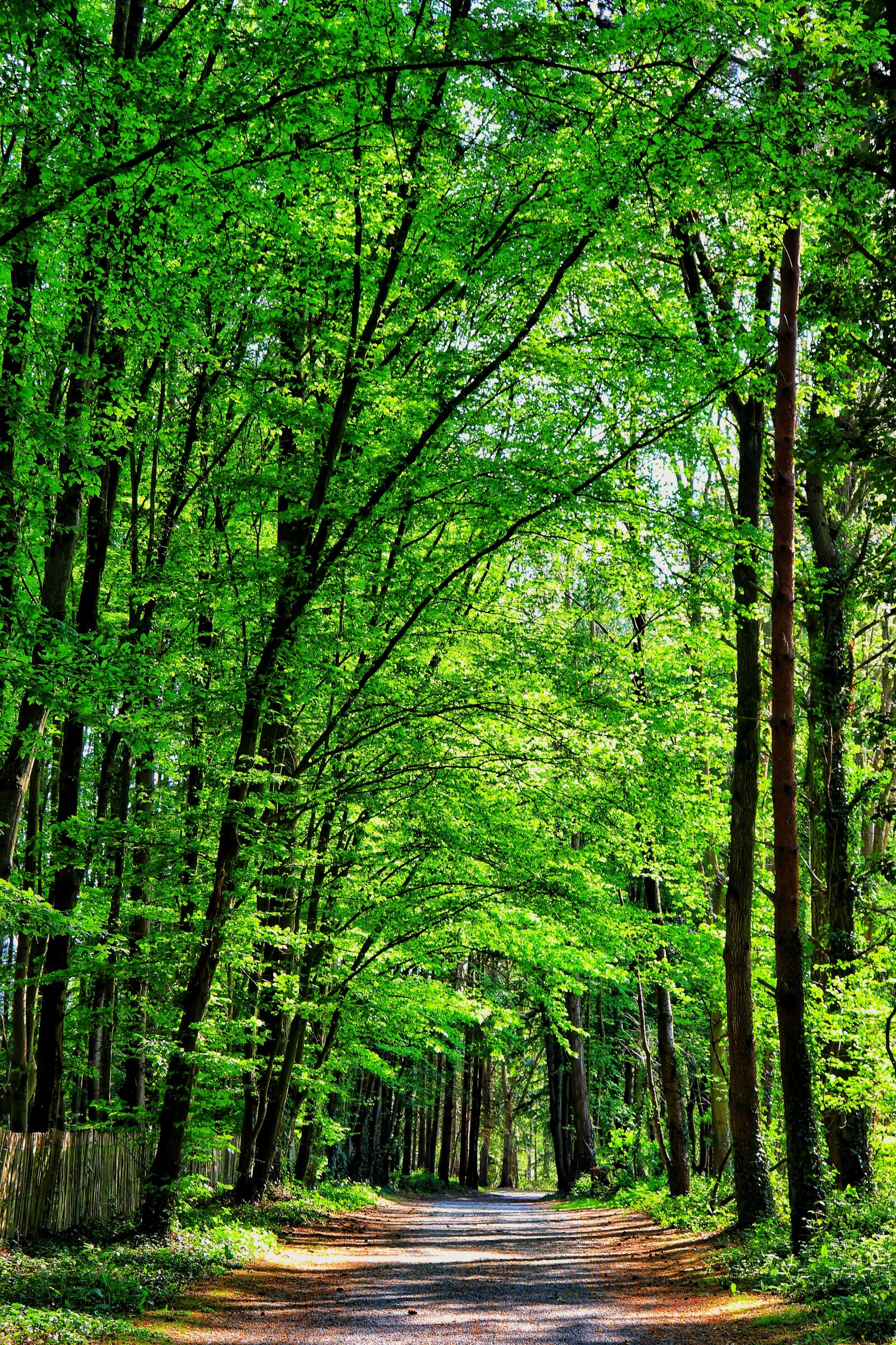 Canon EOS 200D (EOS Rebel SL2 / EOS Kiss X9) sample photo. Nature, landscapes, forests photography