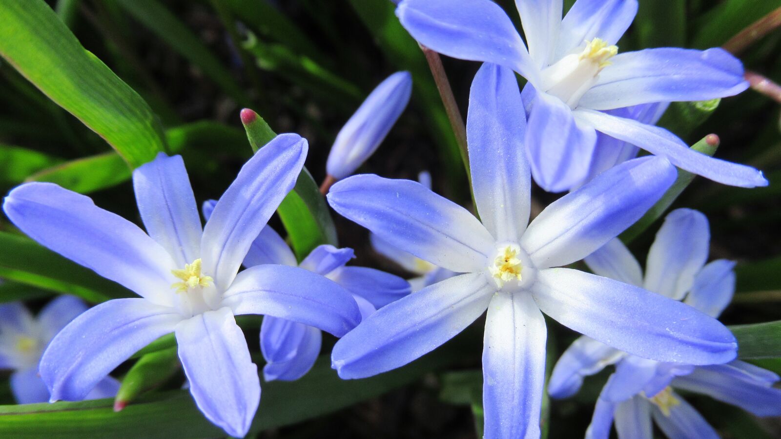Canon PowerShot SX620 HS sample photo. Star hyacinth, flower, flora photography