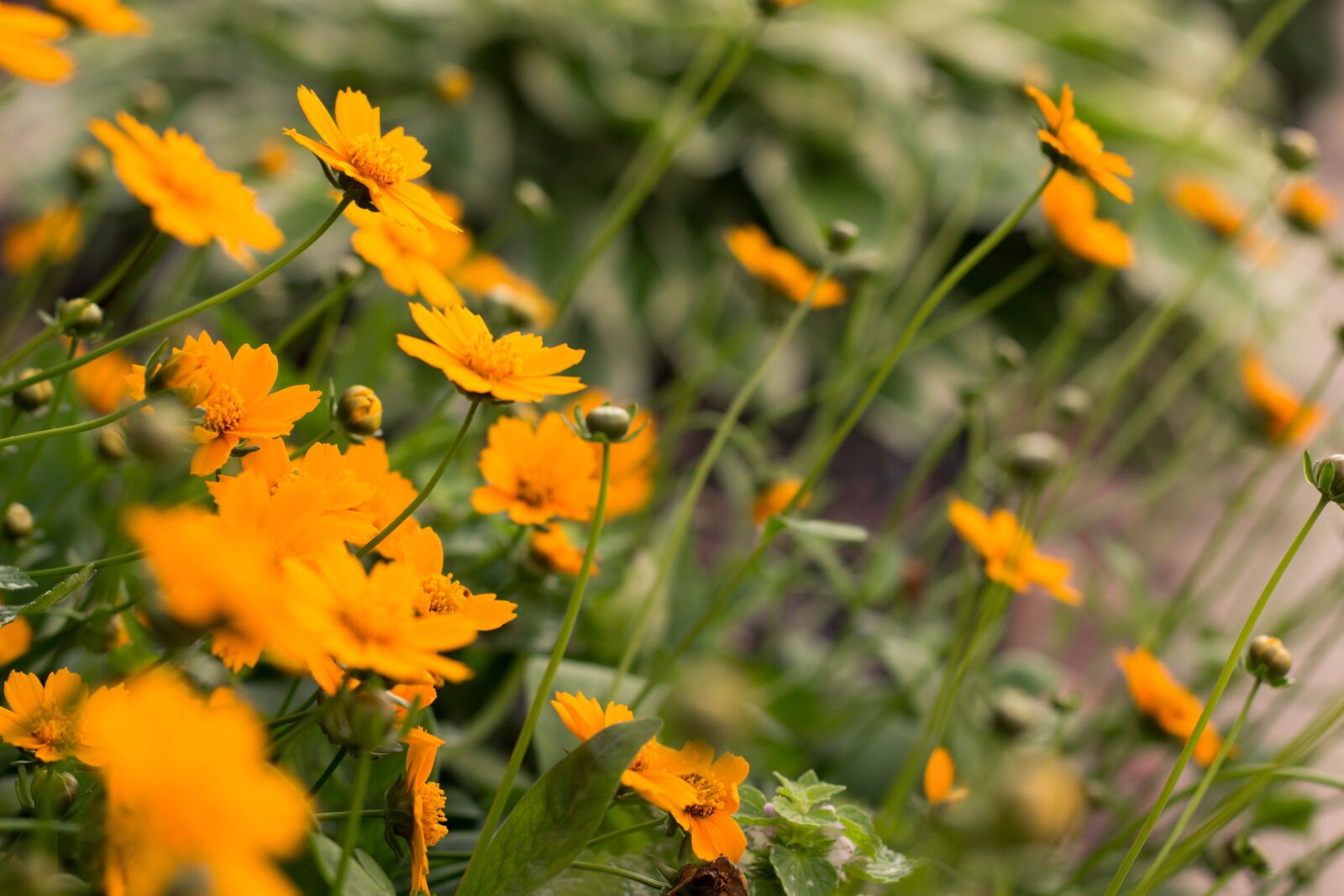 Canon EOS 60D + Canon EF 50mm F1.8 II sample photo. Flowers, orange, nature photography