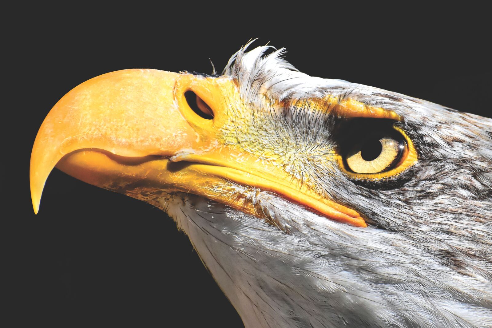 Nikon D7200 sample photo. Adler, bald eagle, bird photography