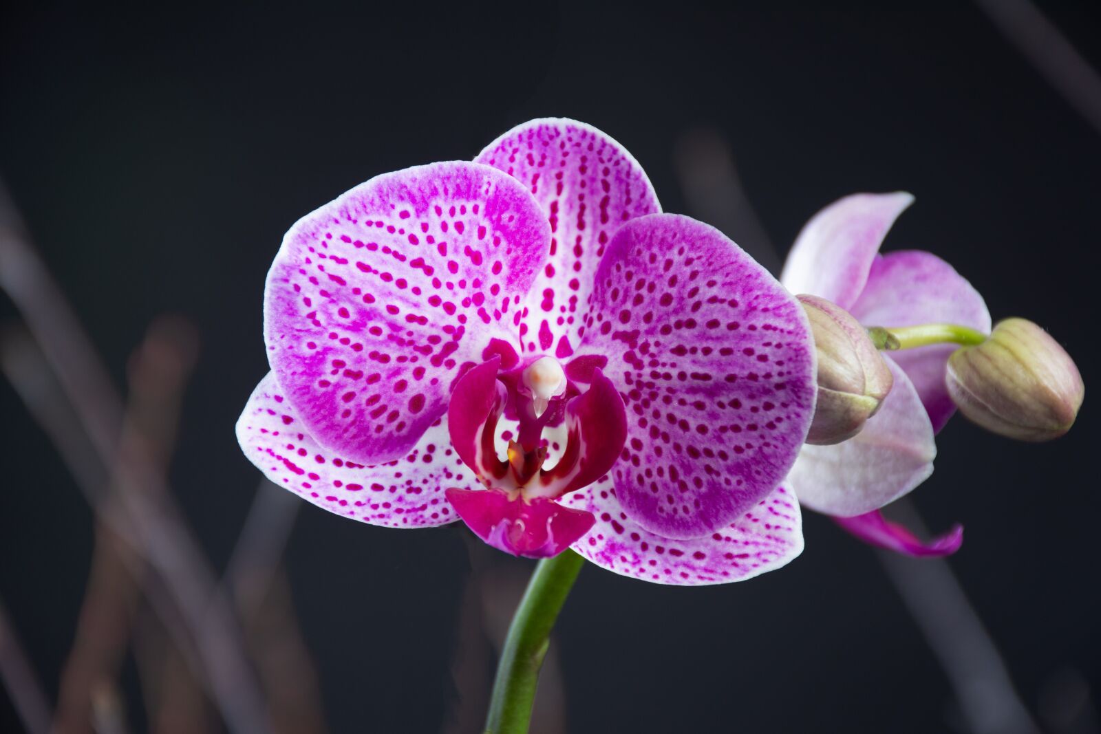 Nikon D7200 sample photo. Orchid, flower, flowers photography