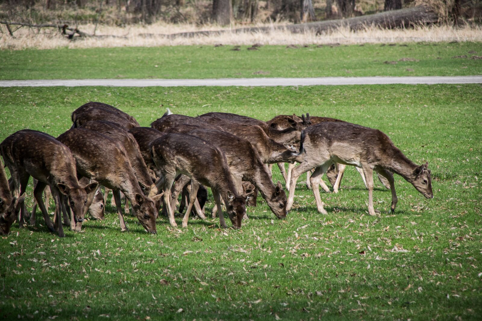 Nikon D5300 sample photo. Fallow deer, herd, wild photography