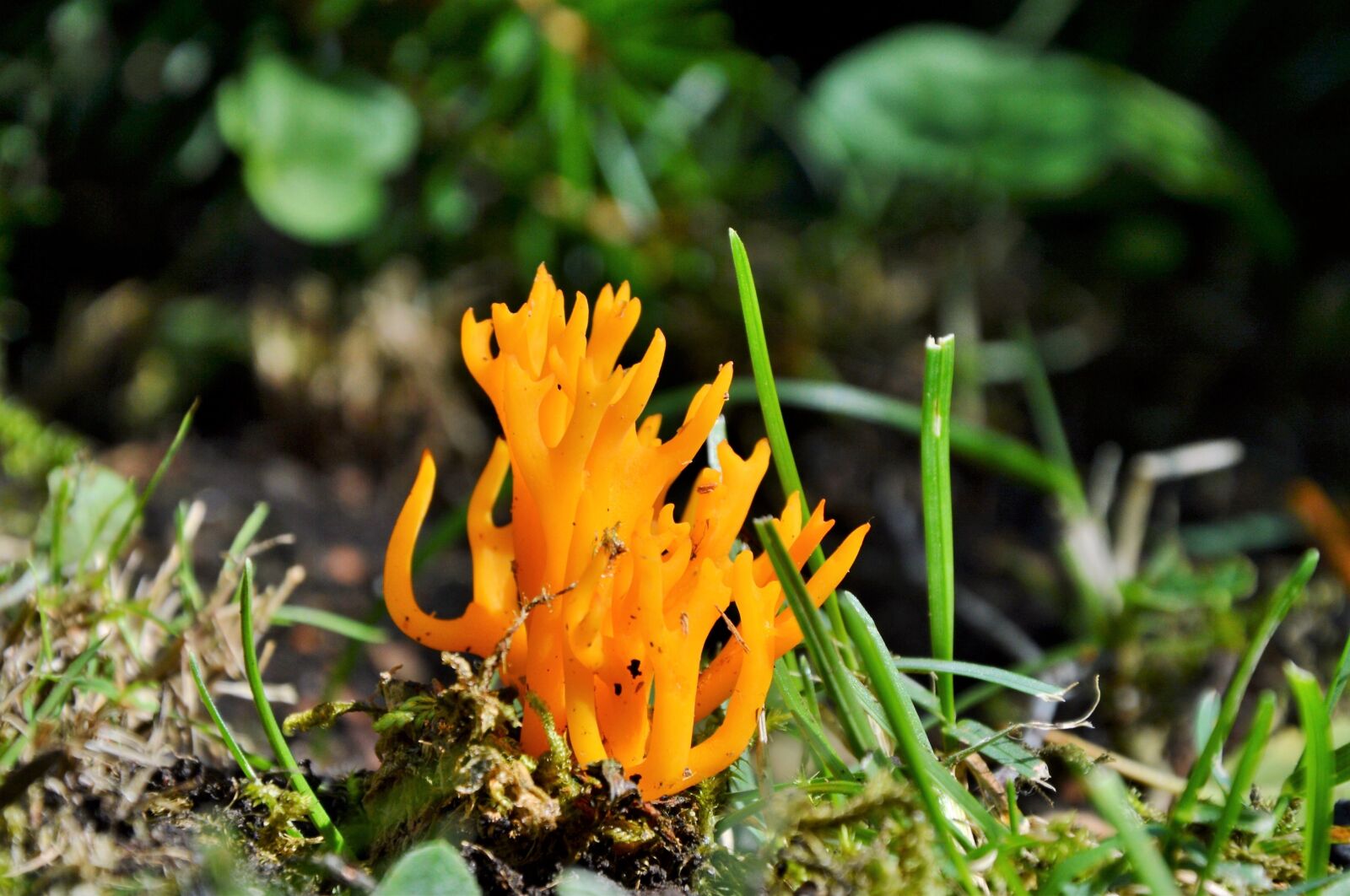 Nikon D3200 sample photo. Mushroom, goatee, forest mushroom photography