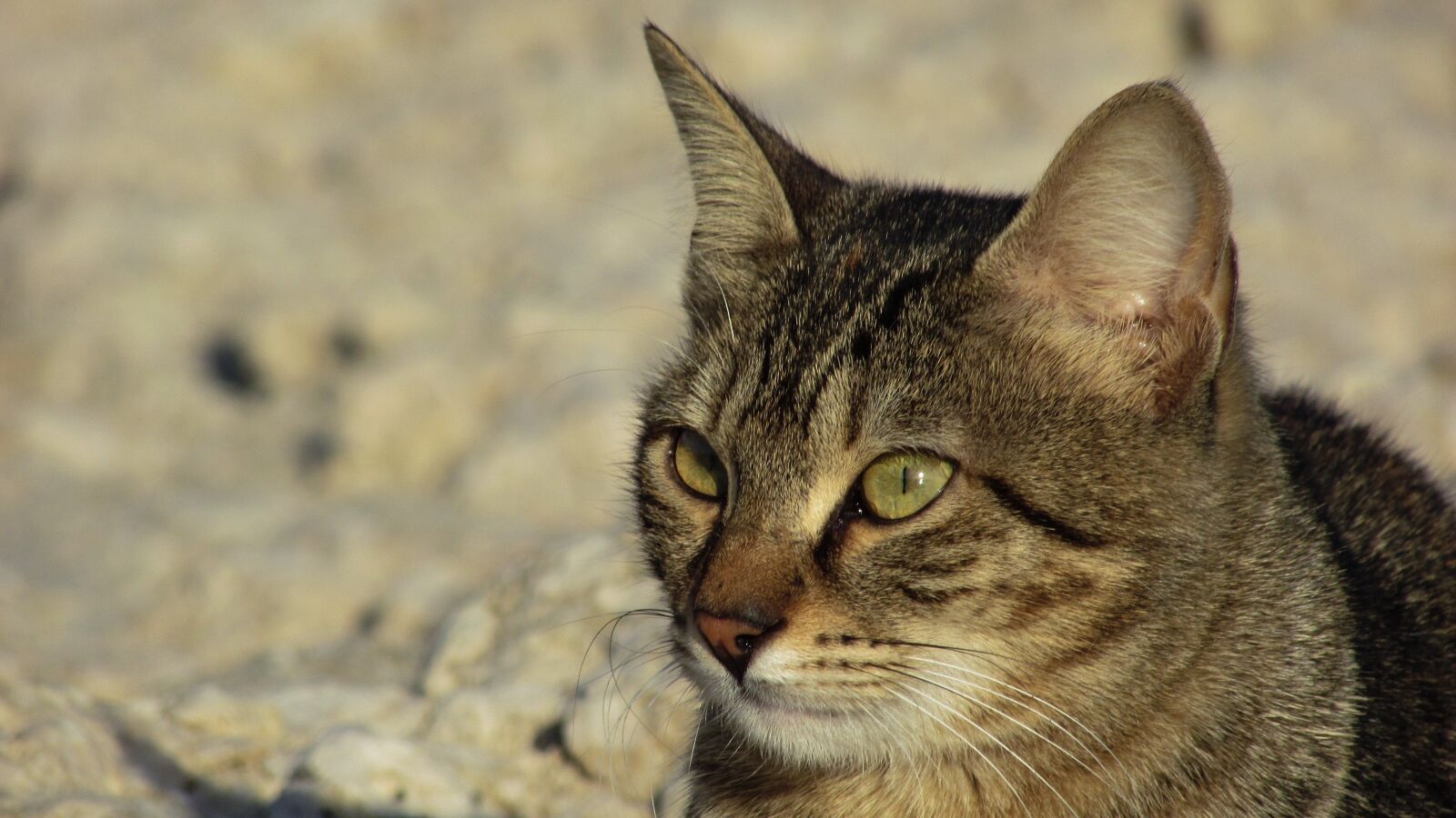 Canon PowerShot SX400 IS sample photo. Cat, stray, animal photography