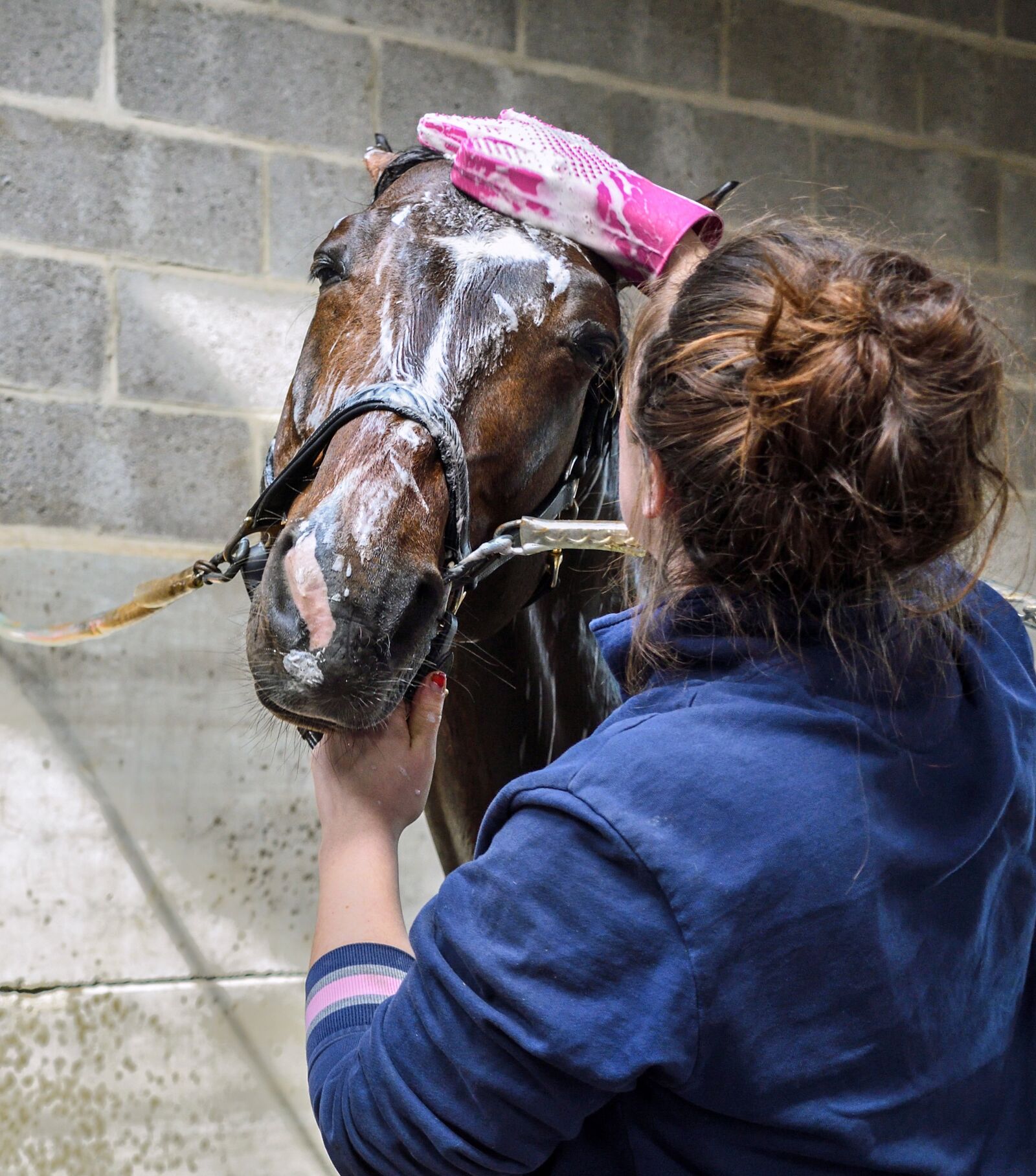 Nikon D500 sample photo. Horse, wet, water photography