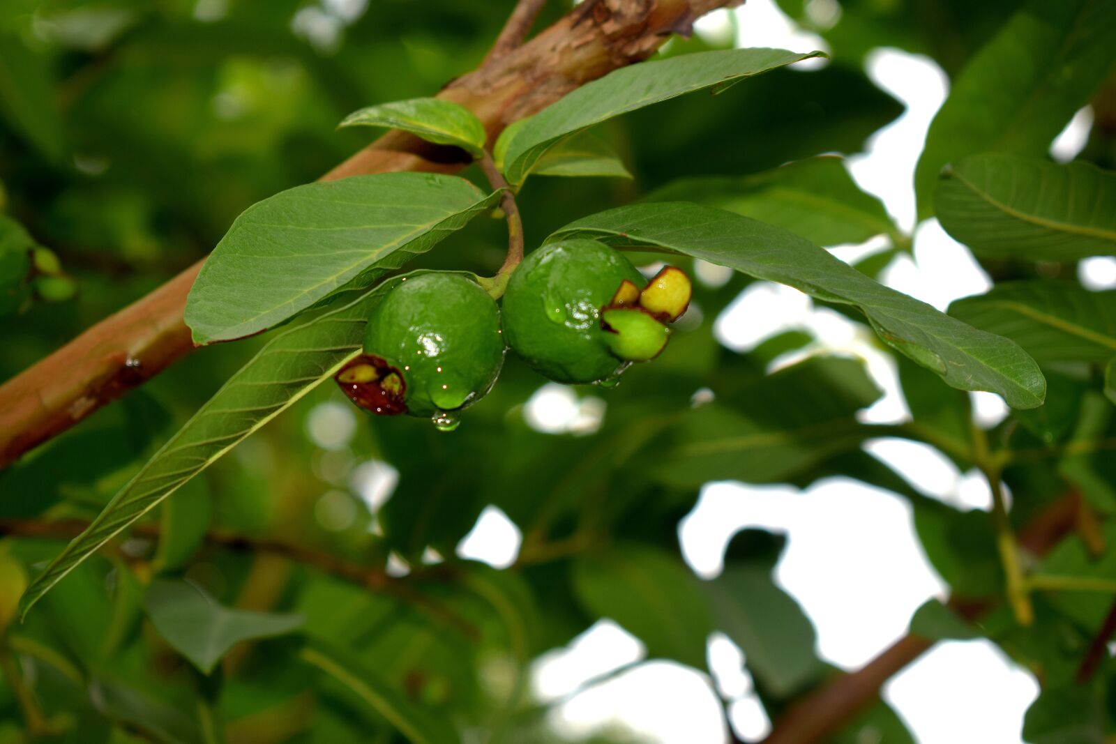 Nikon D3300 sample photo. Guava, fruit, green photography