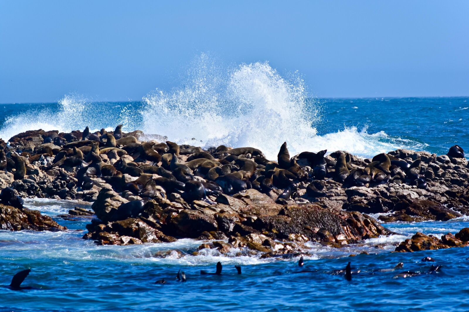 Nikon AF-S DX Nikkor 55-200mm F4-5.6G VR sample photo. Seals, ocean, waves photography