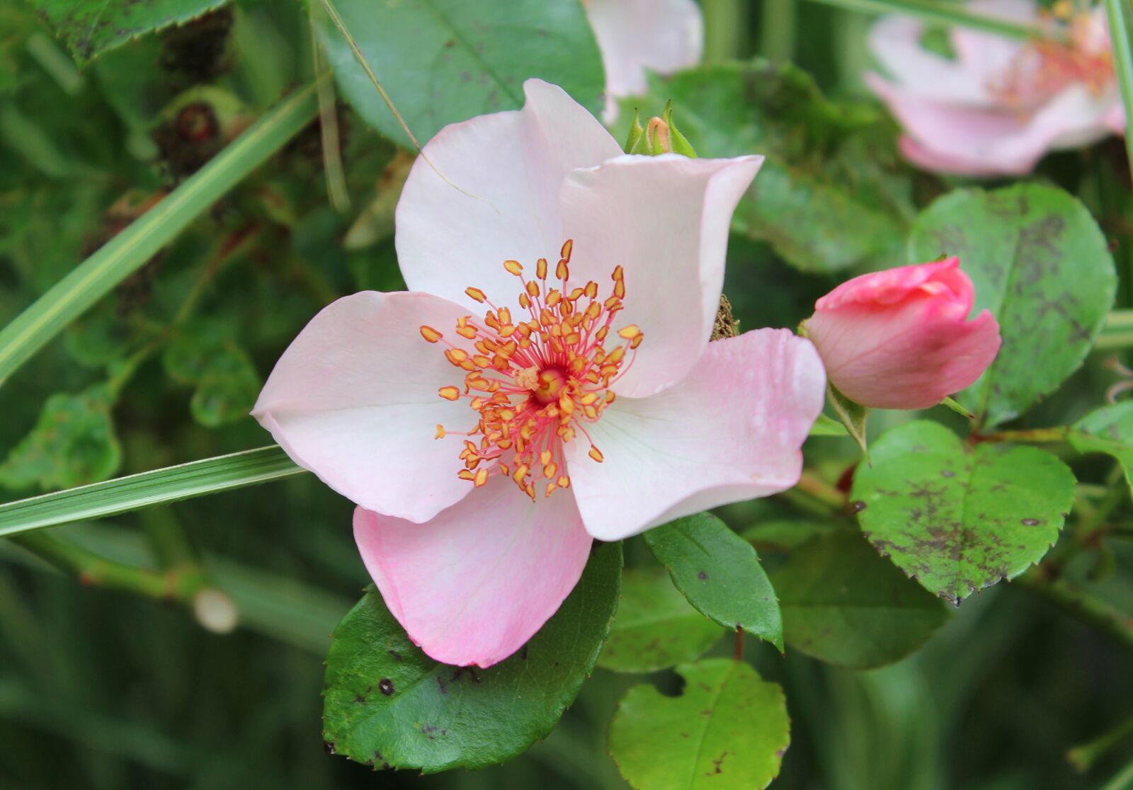Canon EOS 600D (Rebel EOS T3i / EOS Kiss X5) sample photo. Rose, flowers, beauty photography