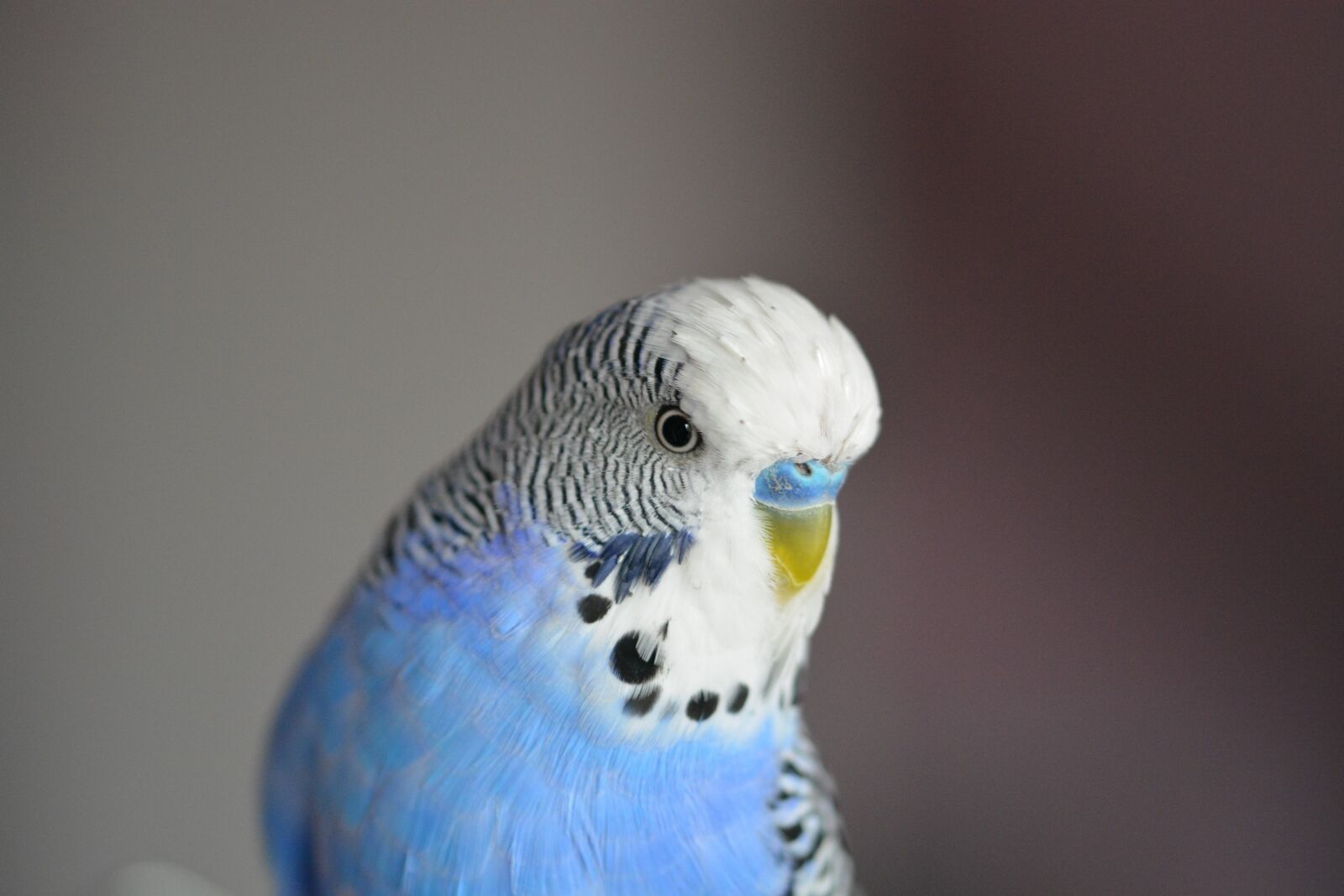 Nikon D5200 sample photo. Budgie, blue, bird photography