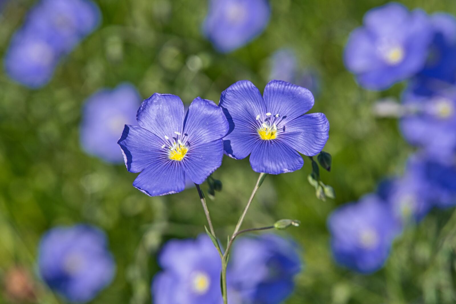 Sony a6400 sample photo. Purple geranium, geranium, nature photography