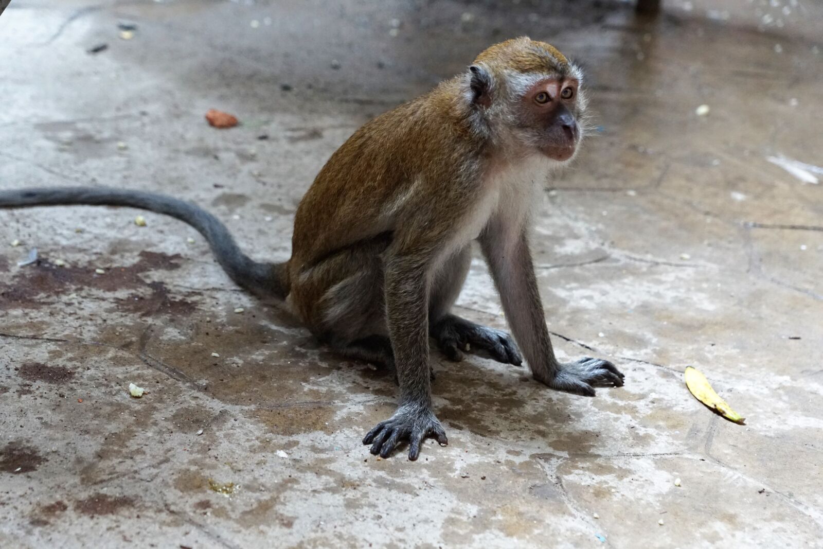 Sony ILCA-77M2 + Sony DT 16-50mm F2.8 SSM sample photo. Animal world, monkey, nature photography