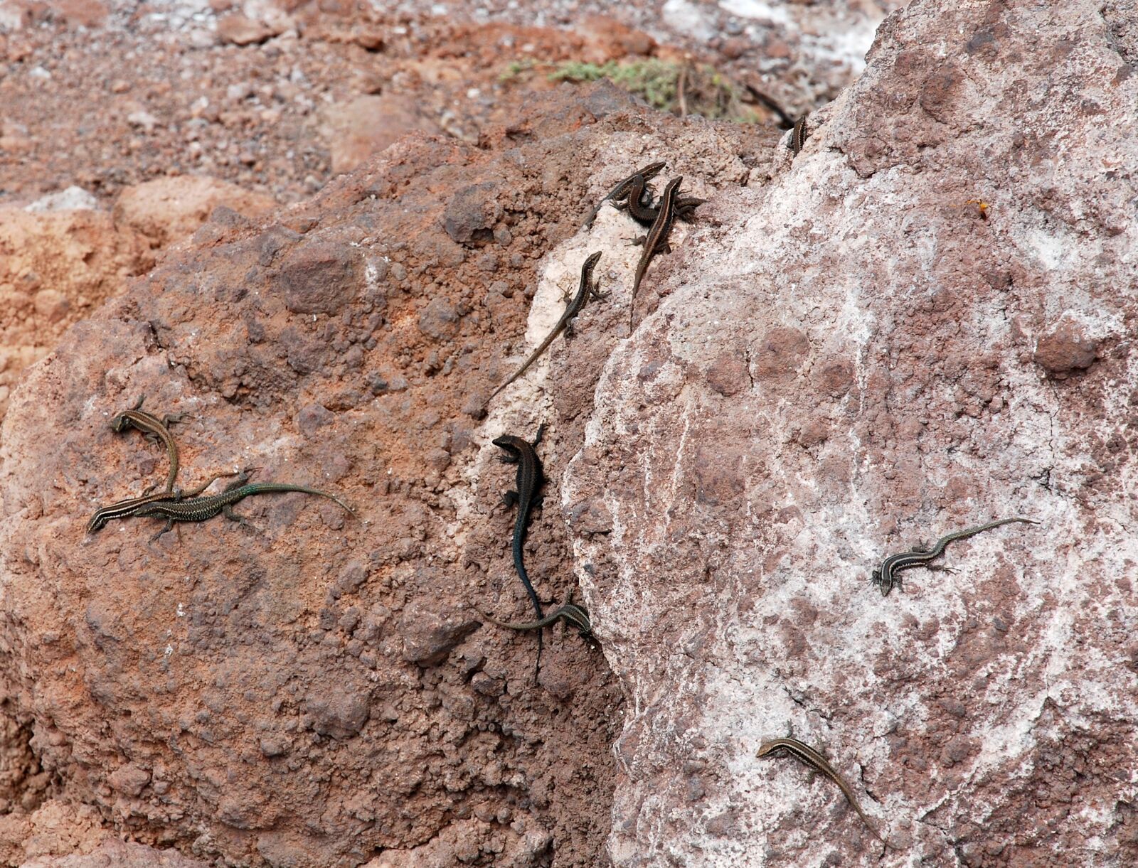 Nikon D80 sample photo. The lizard, rock, animal photography