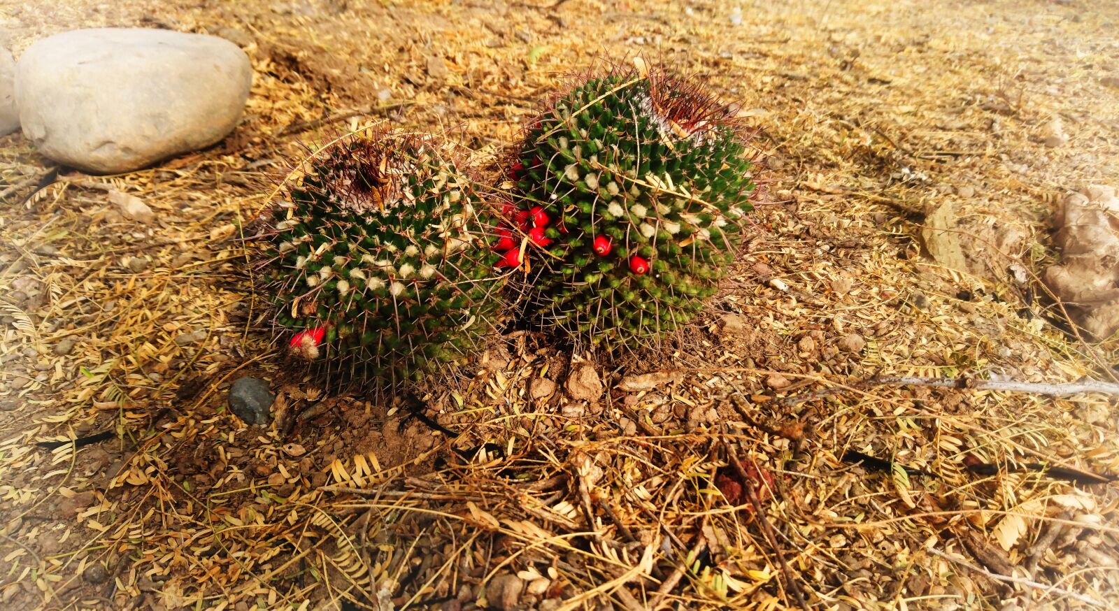 Sony Xperia Z5 Compact sample photo. Nature, thorns, cactus photography