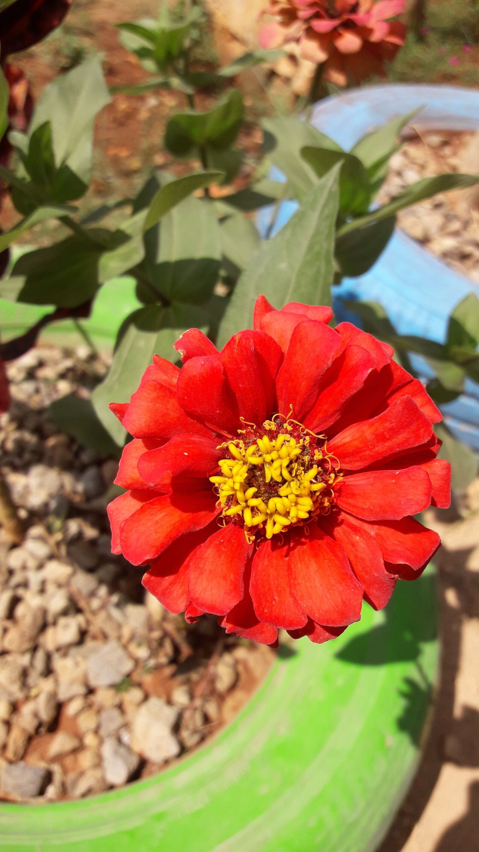 Samsung Galaxy J7 Neo sample photo. Flowers, nature, red photography