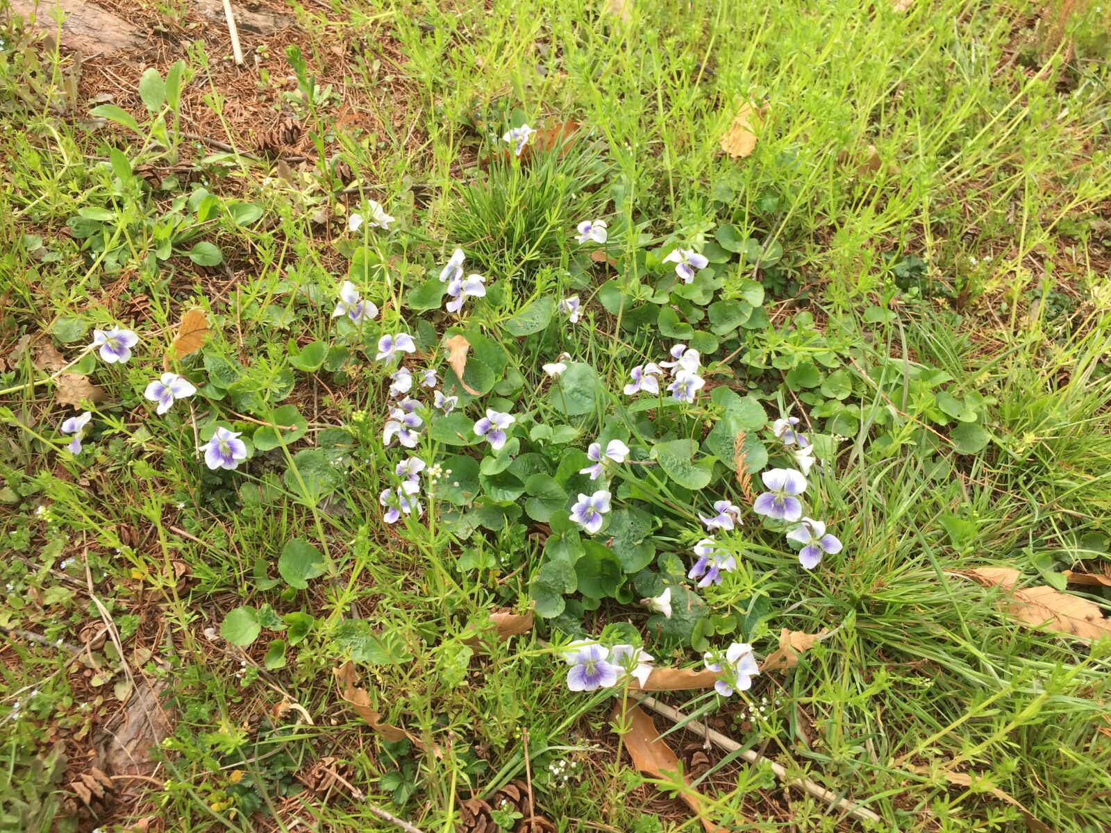 iPhone 6 back camera 4.15mm f/2.2 sample photo. Landscape, gil, forest photography