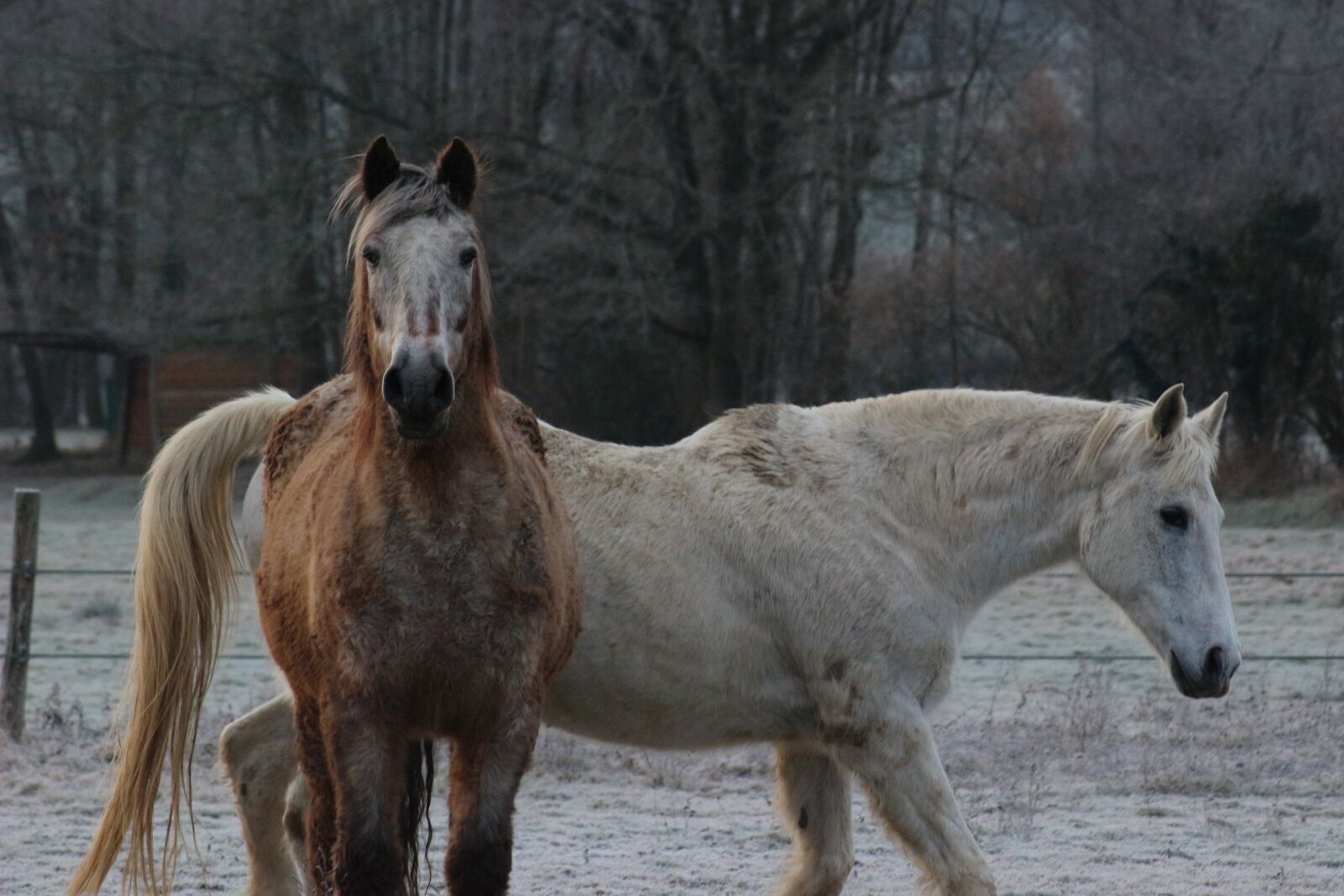 Canon EOS 100D (EOS Rebel SL1 / EOS Kiss X7) sample photo. Horses, cold, winter photography