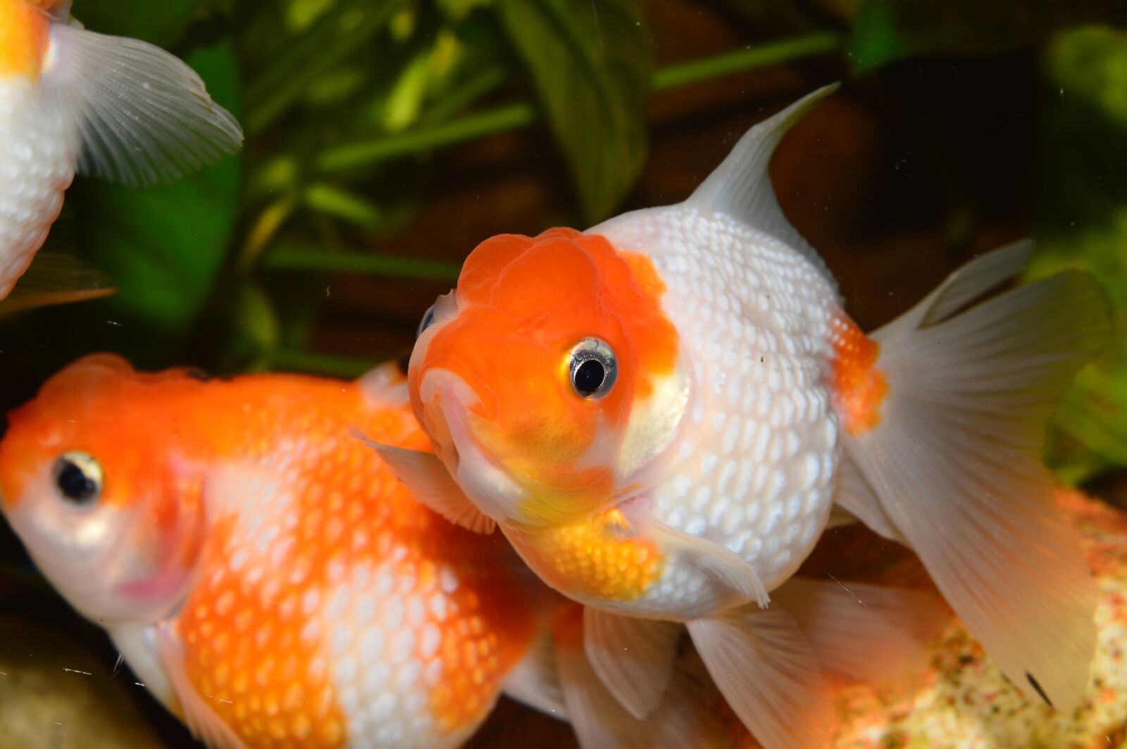 Nikon D3200 sample photo. Goldfish, flakes of pearl photography