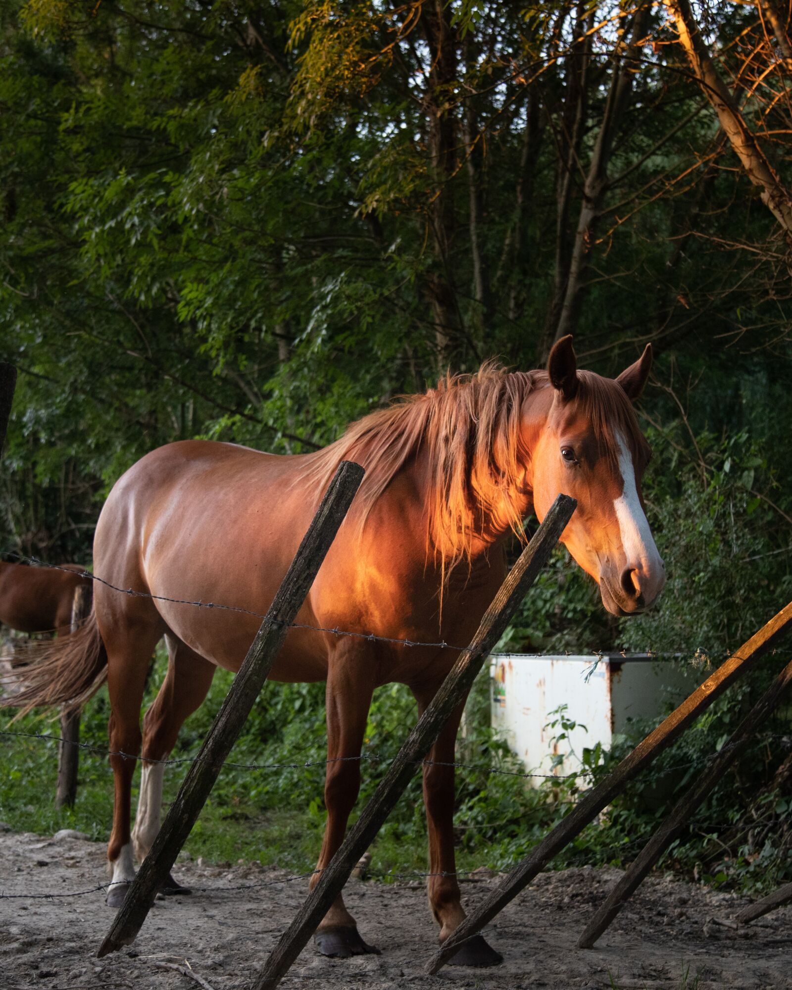 Canon EOS 6D Mark II + Canon EF 24-105mm F4L IS USM sample photo. Horse, animal, mammal photography