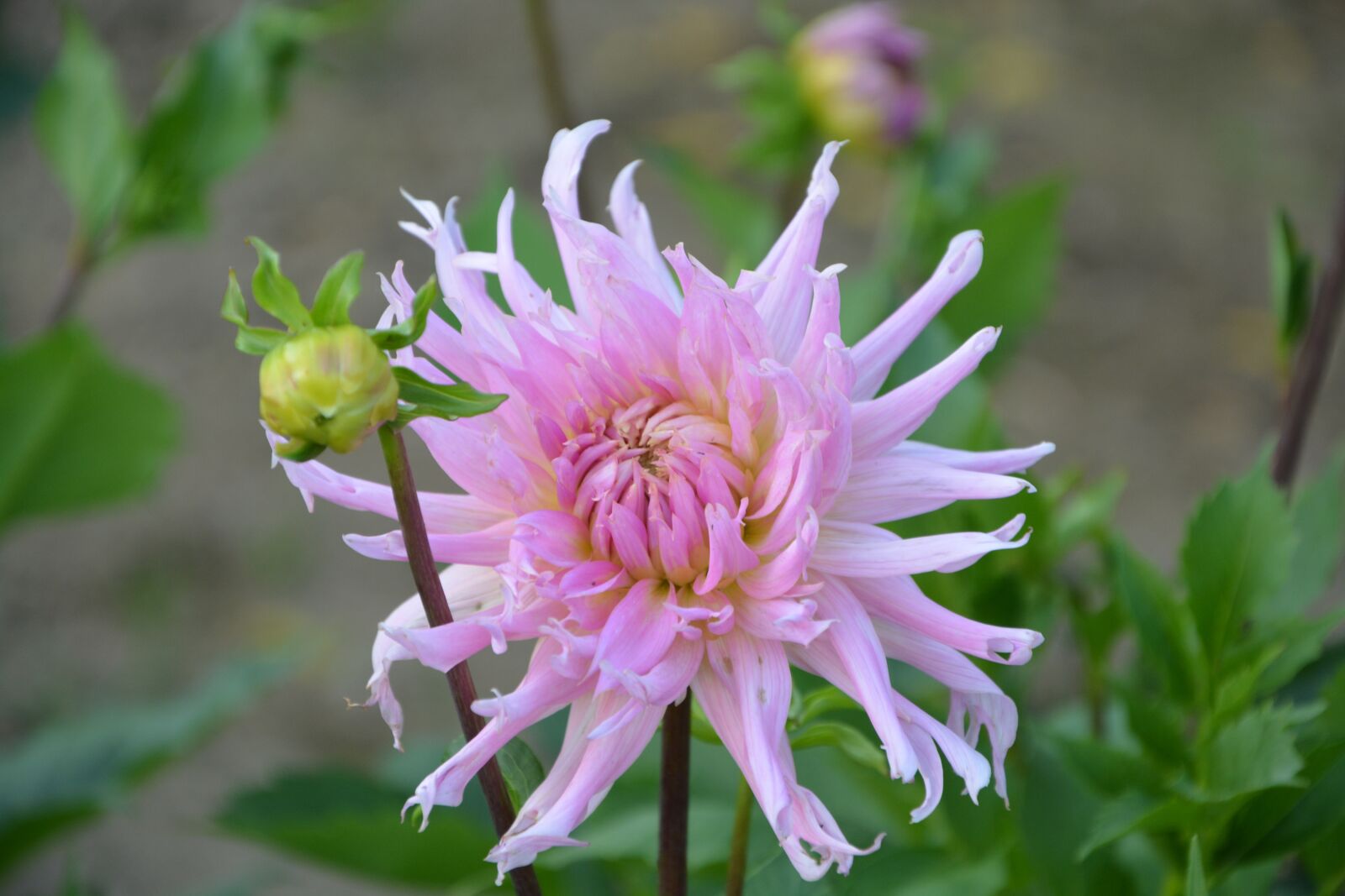 Nikon D5200 sample photo. Dahlia, flowers, beautiful photography