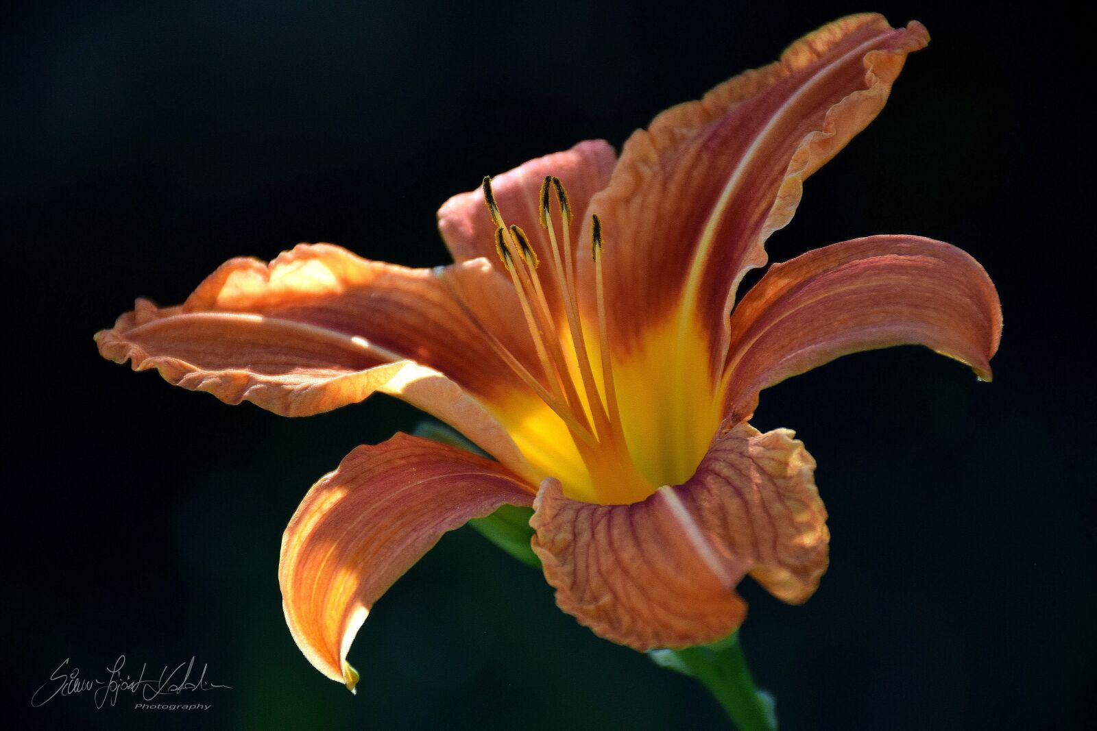 Nikon D3300 sample photo. Flower lily, vir g photography