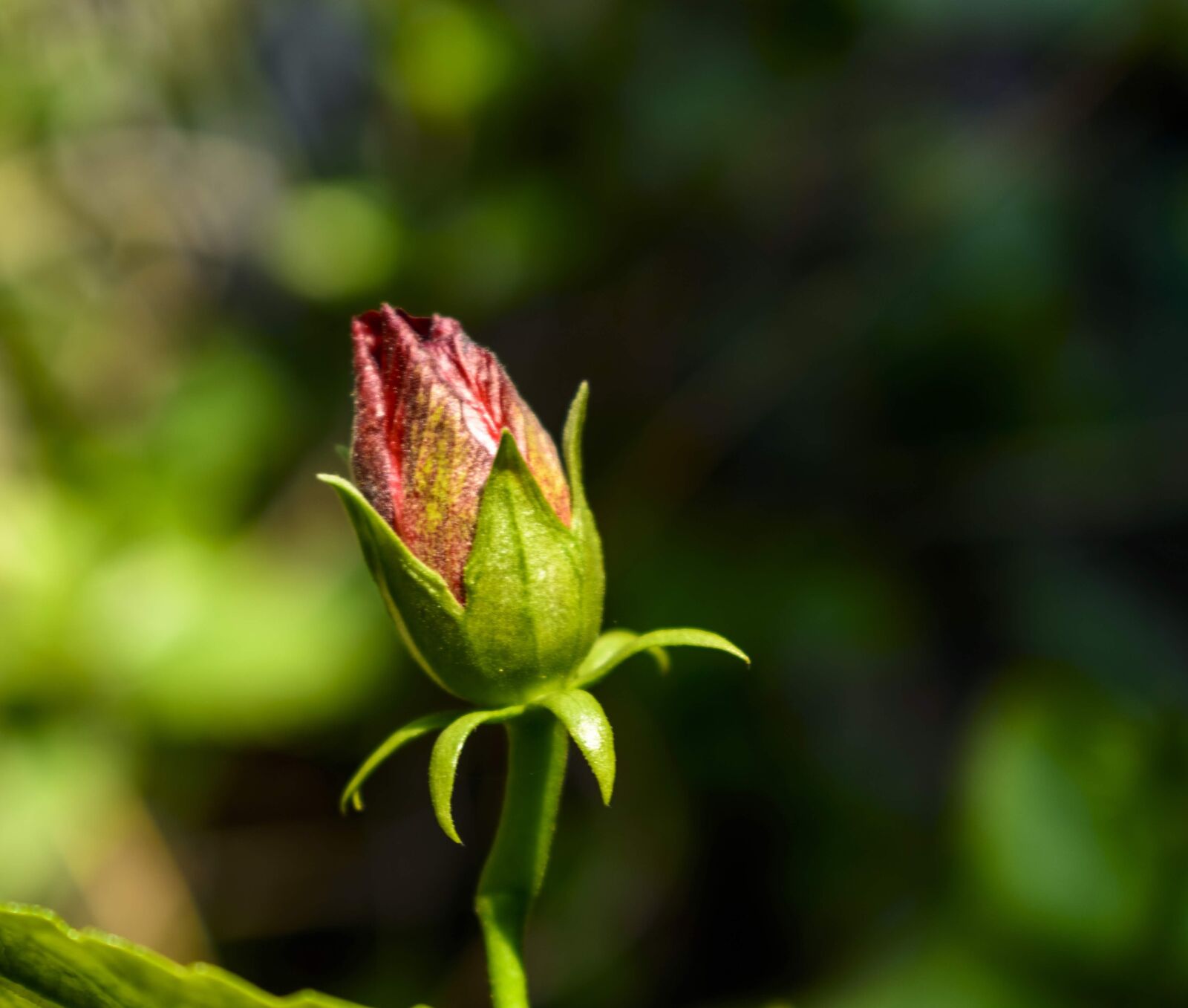 Nikon D3400 sample photo. Rose mallow, bud, flower photography