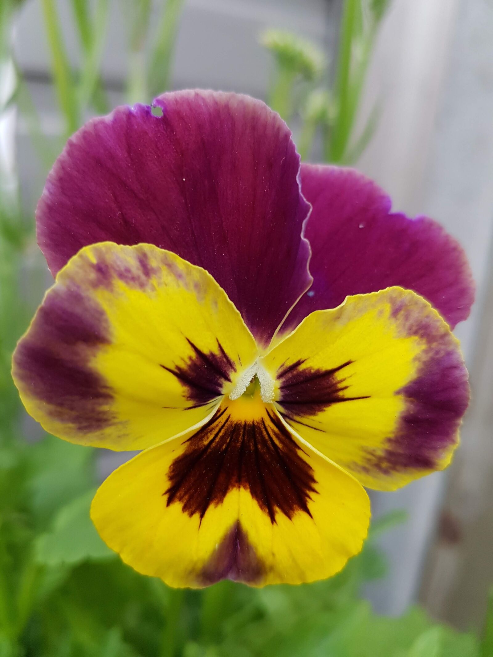Samsung Galaxy S7 sample photo. Violet, yellow, purple photography