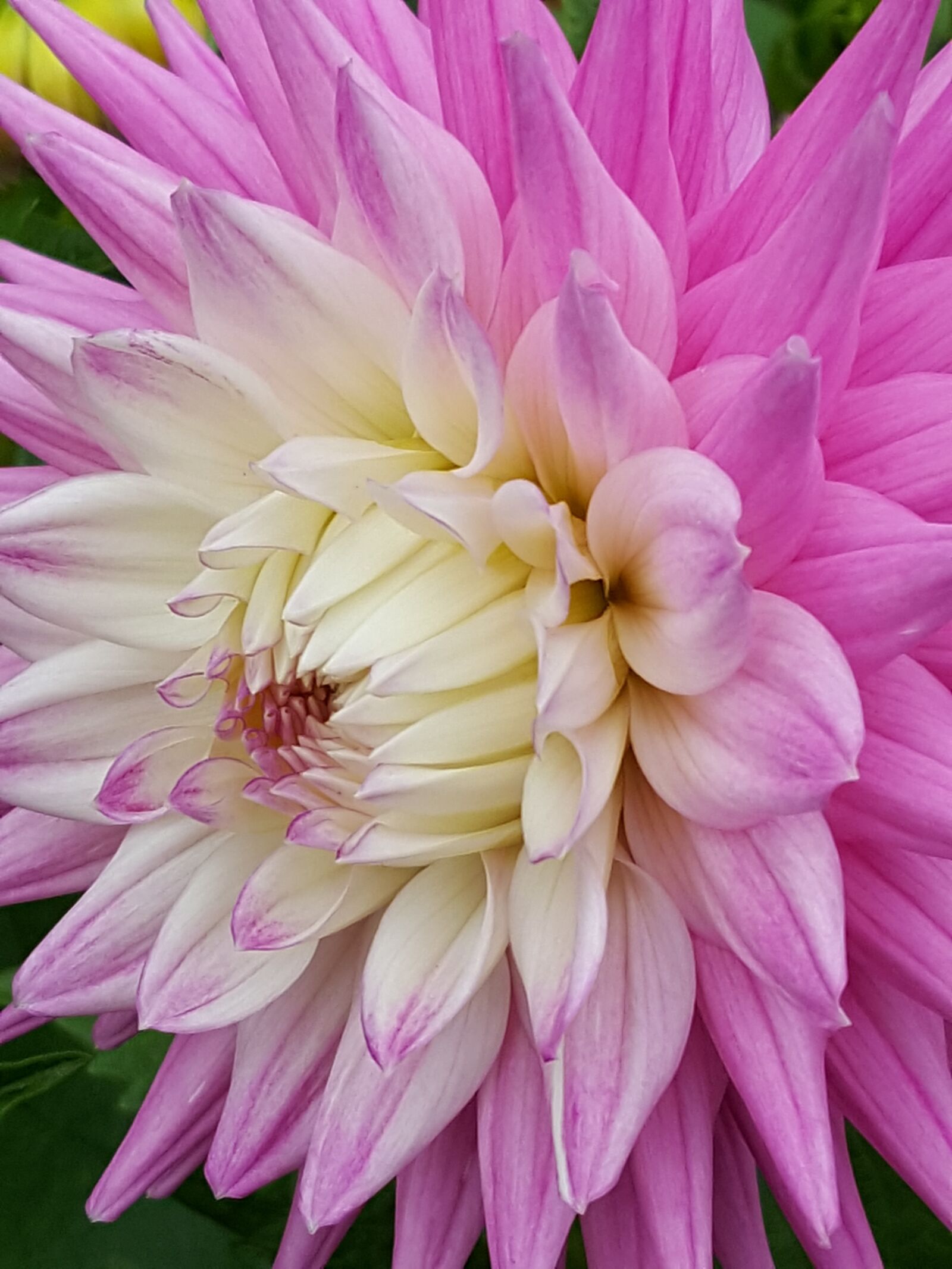 Samsung Galaxy S6 sample photo. Pink, flower, petals photography