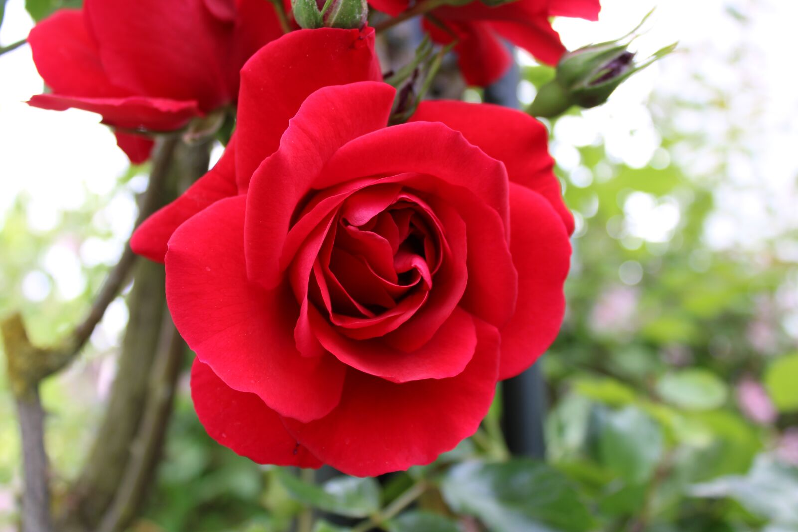 Canon EOS 2000D (EOS Rebel T7 / EOS Kiss X90 / EOS 1500D) sample photo. Rose, red, flower photography