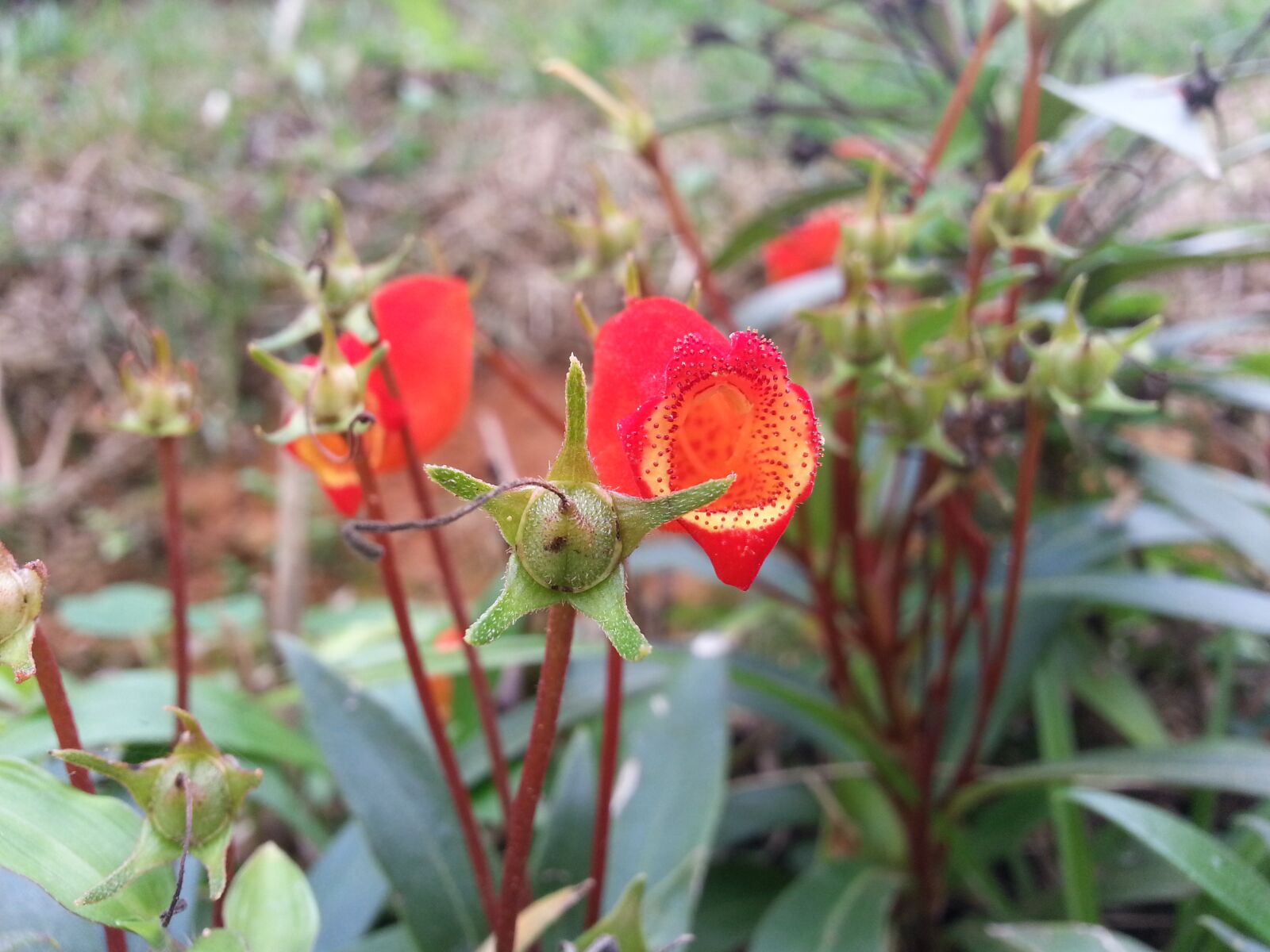 Samsung Galaxy S3 sample photo. Red, flower, color photography
