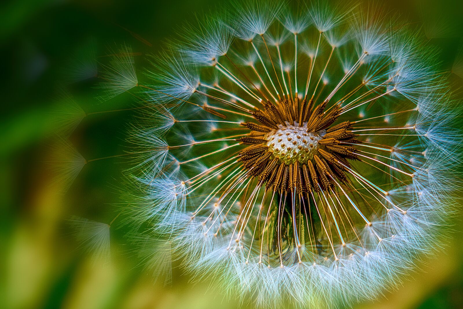 Nikon D3400 sample photo. Dandelion, flower, spring photography