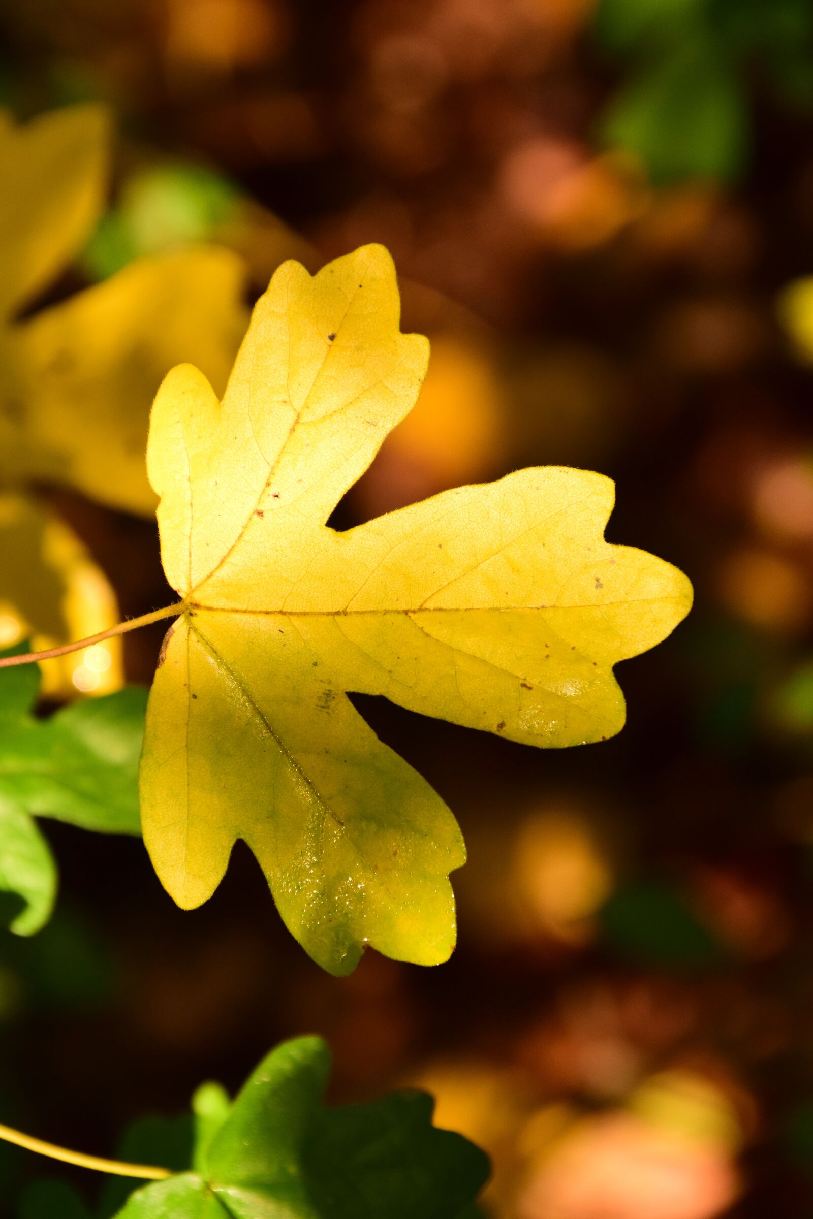 Nikon D3300 sample photo. Autumn, fall foliage, leaves photography