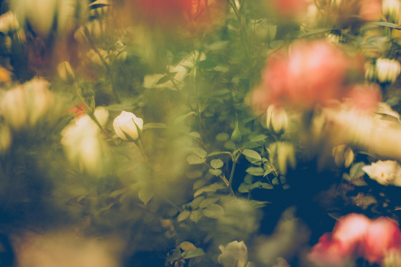 Canon EOS 60D + Canon EF 50mm F1.8 II sample photo. Autumn, leaf, bokeh, colores photography