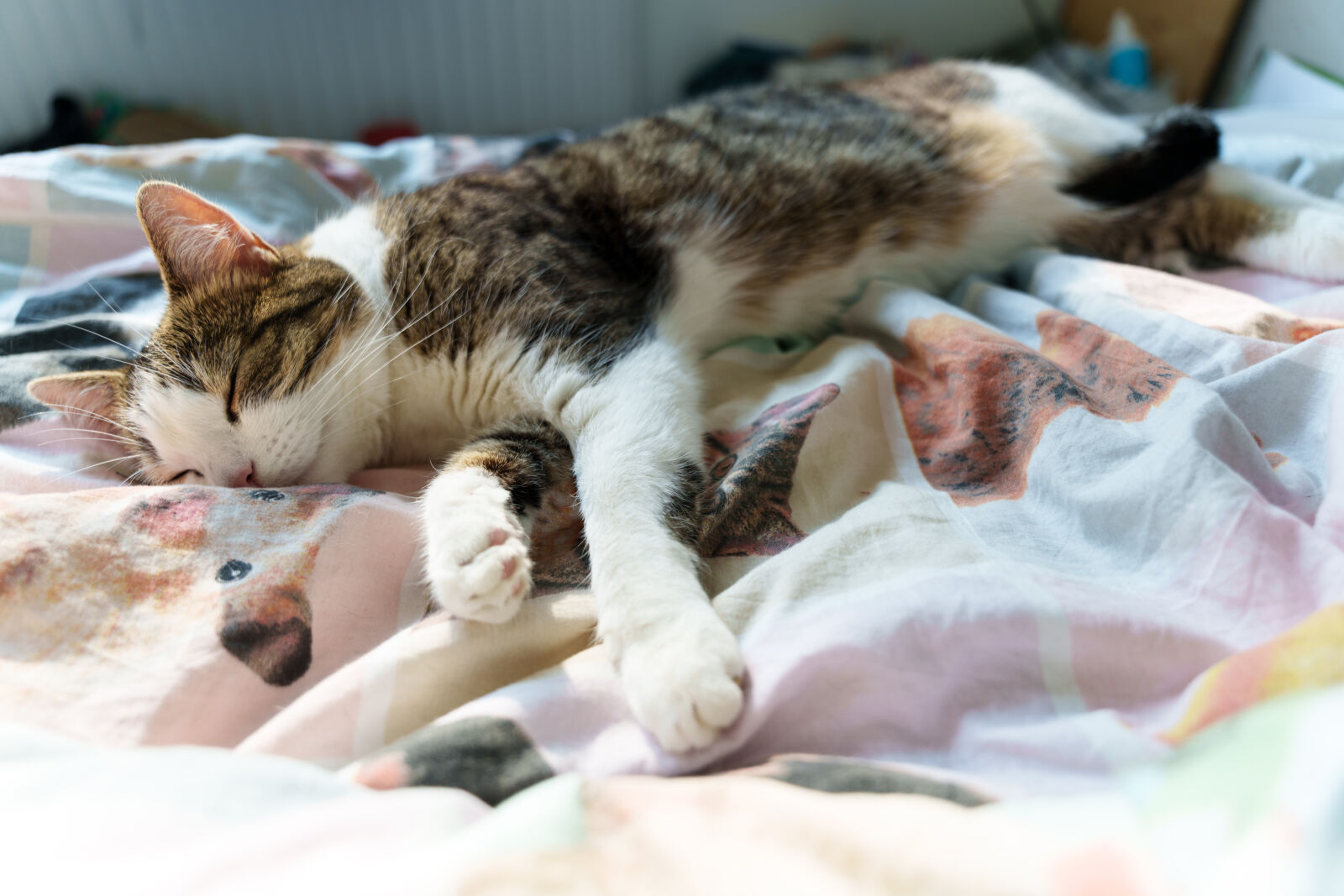Sony a7R V sample photo. Sleep well cat photography