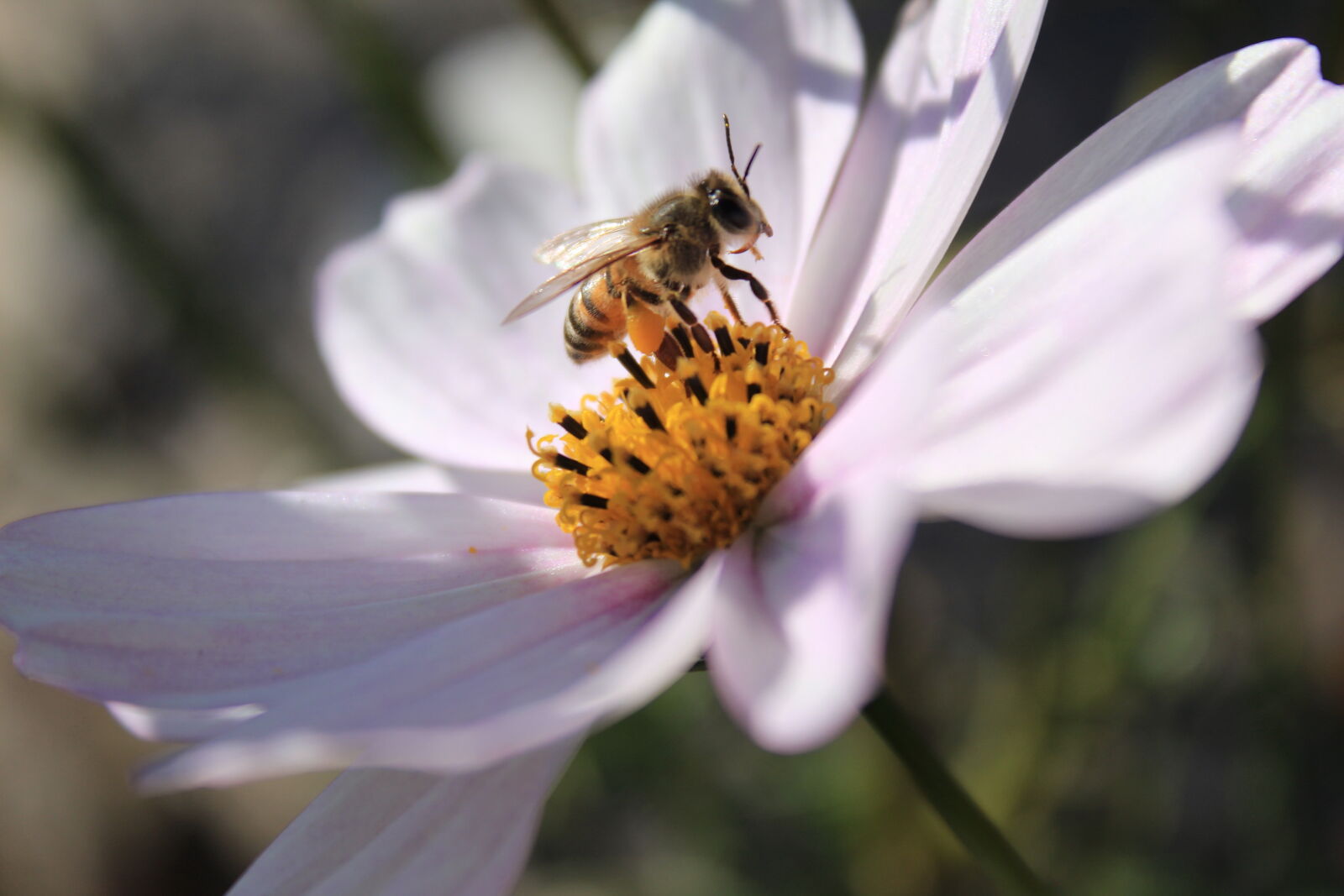 Canon EOS 1300D (EOS Rebel T6 / EOS Kiss X80) sample photo. Bee, bee, and, flower photography