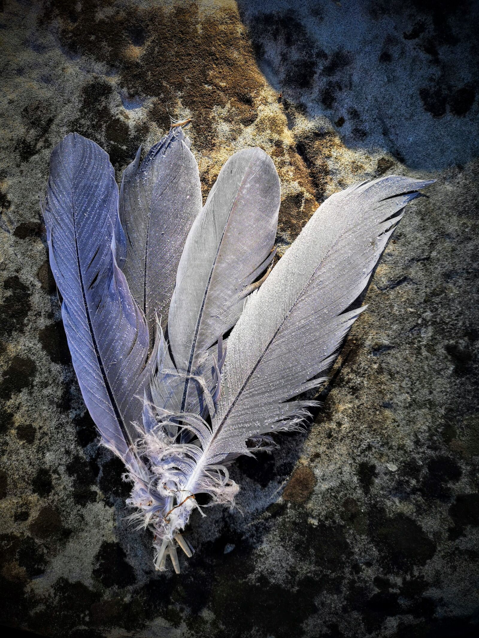 HUAWEI CLT-L09 sample photo. Feathers, heron, bird photography