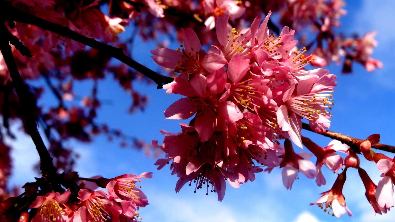 Sony Cyber-shot DSC-HX20V sample photo. Season, nature, tree photography