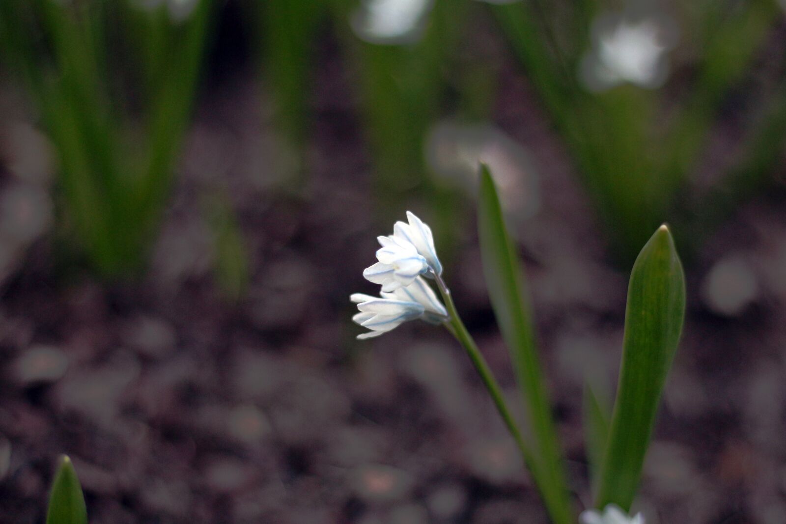 Canon EOS 650D (EOS Rebel T4i / EOS Kiss X6i) + Canon EF 50mm F1.8 STM sample photo. Flower, flowers, spring photography