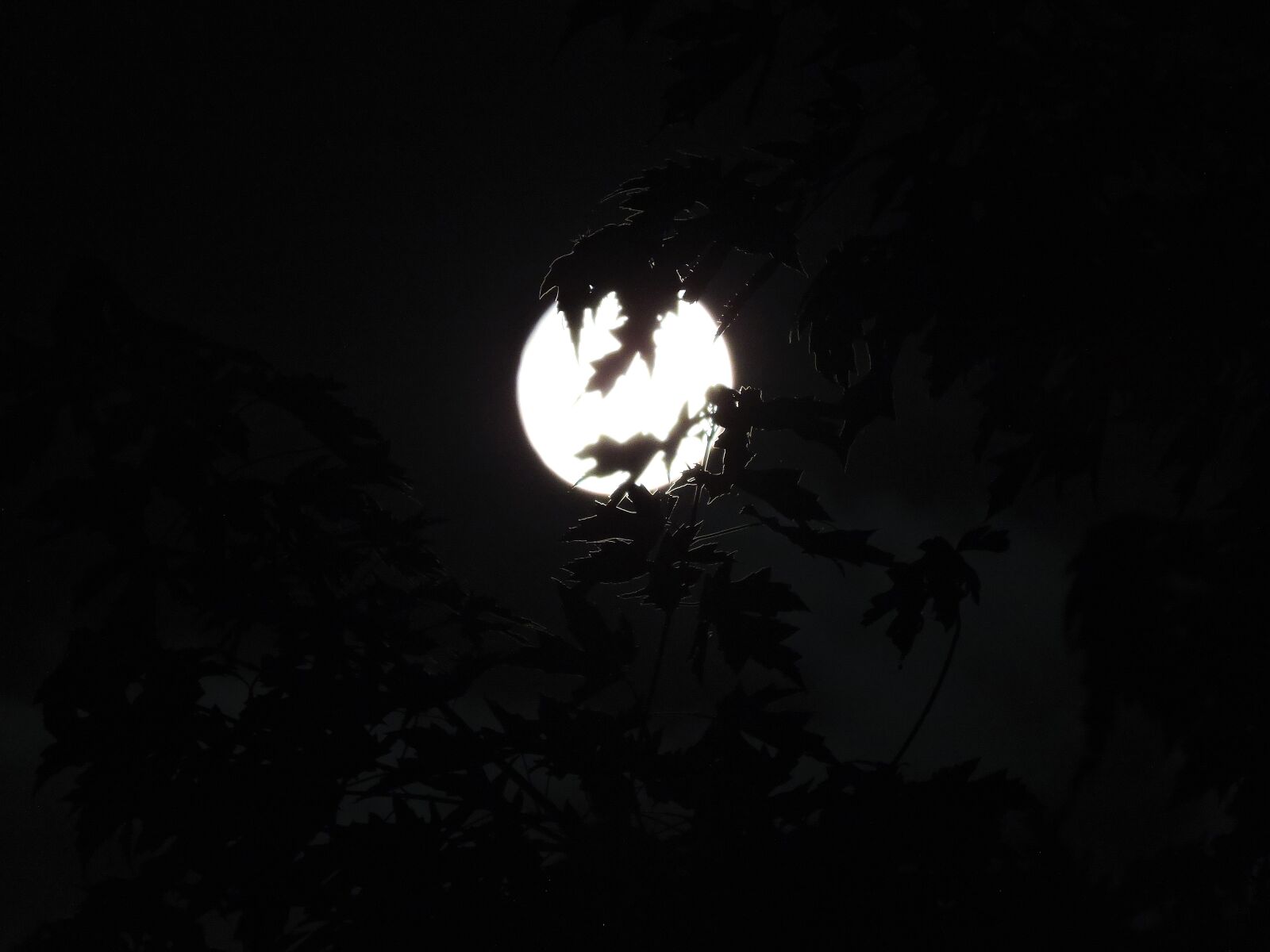 Nikon Coolpix P600 sample photo. Spooky, moonlight through trees photography